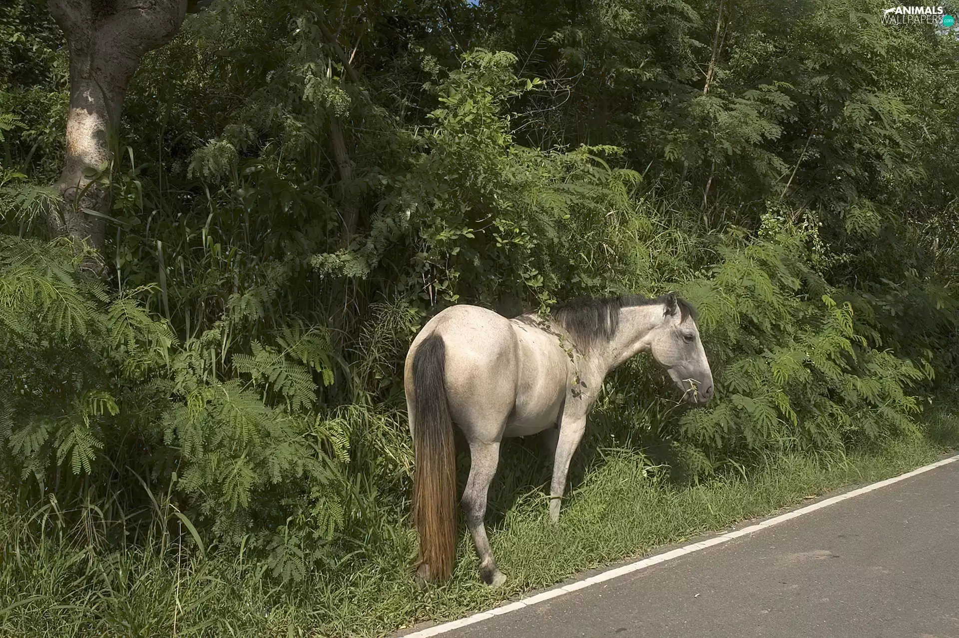 sea-horse, The Road, VEGETATION, at