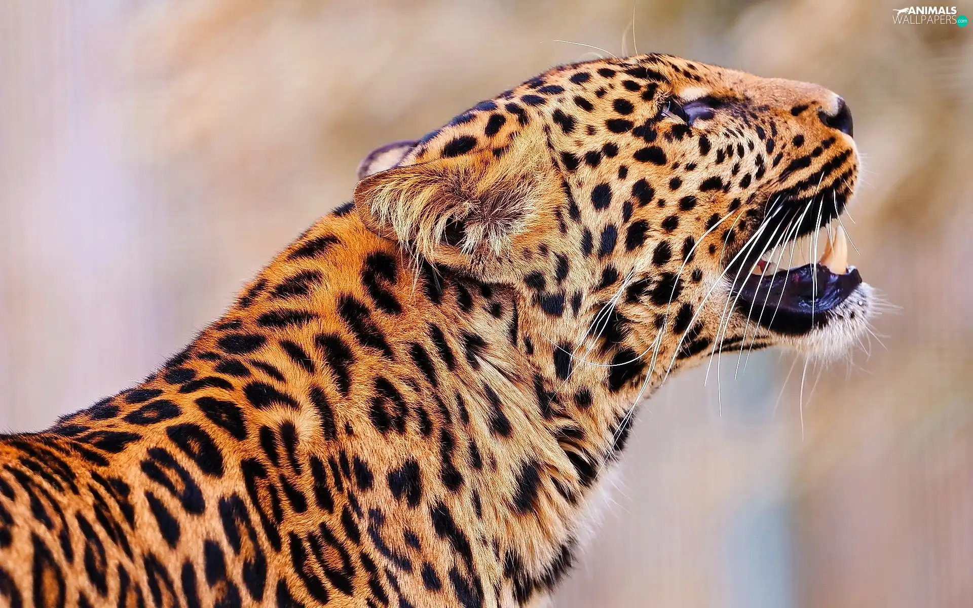 roar, Leopards, spots