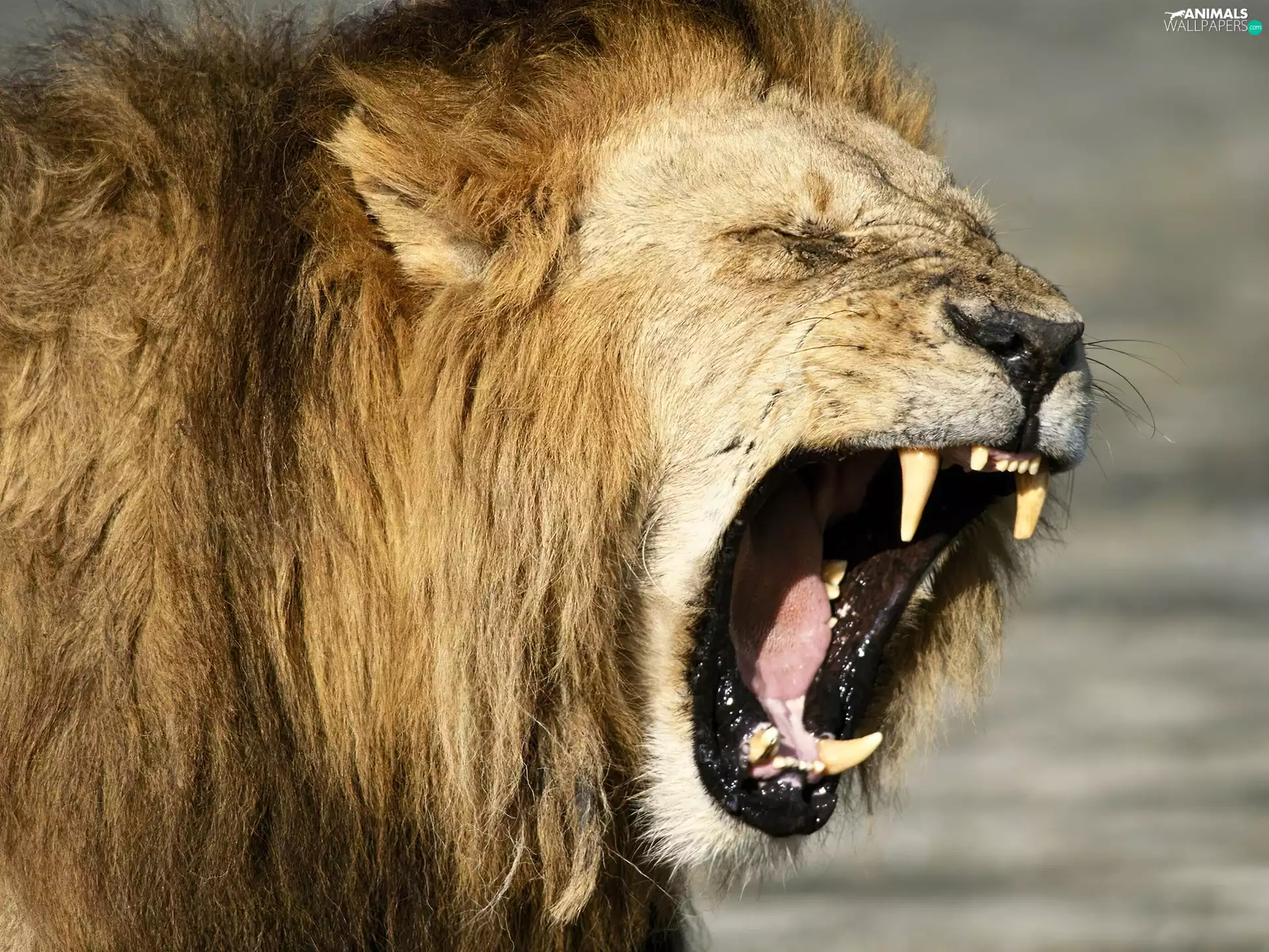 roaring, Lion