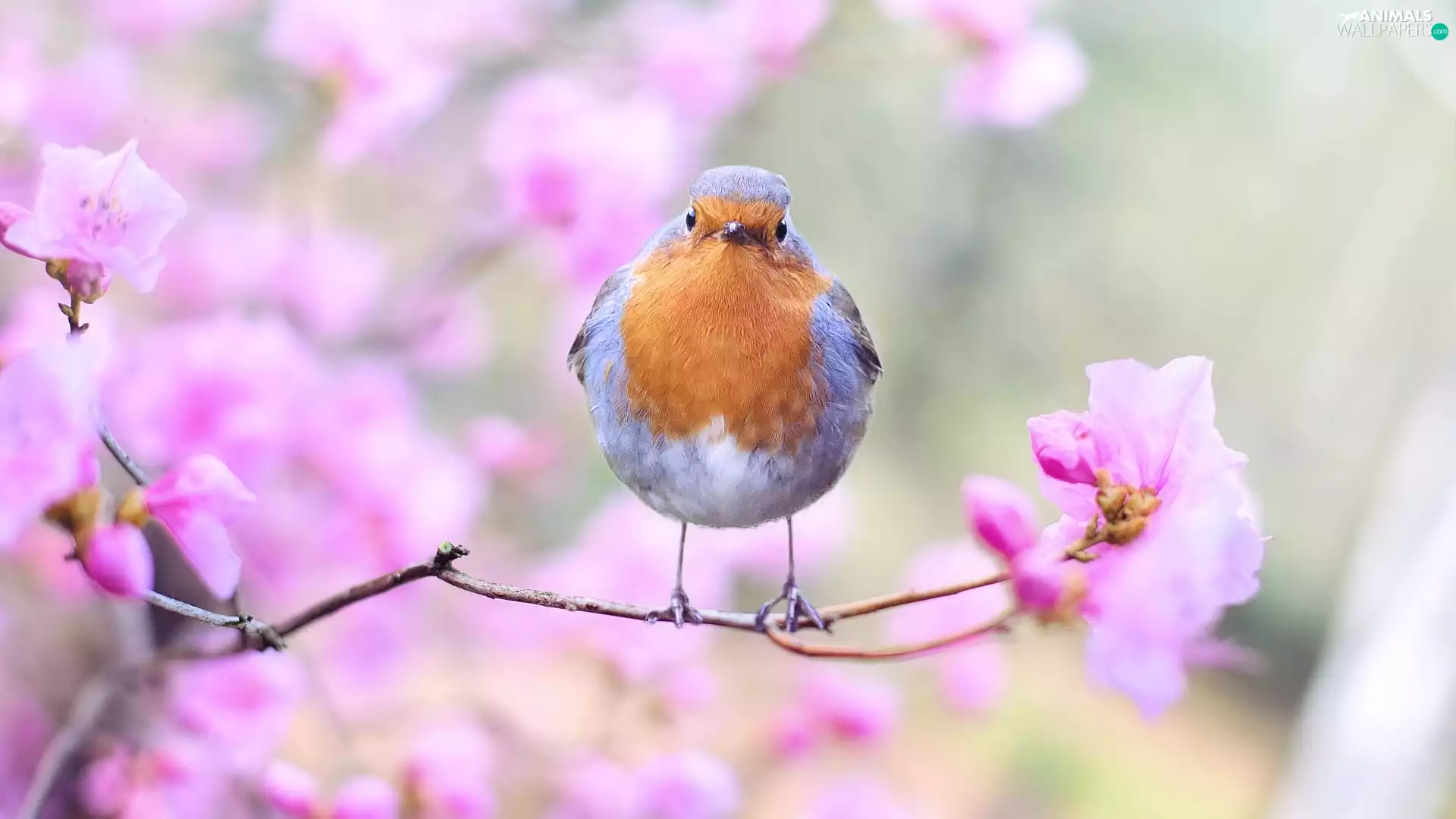 Bird, twig, Flowers, robin