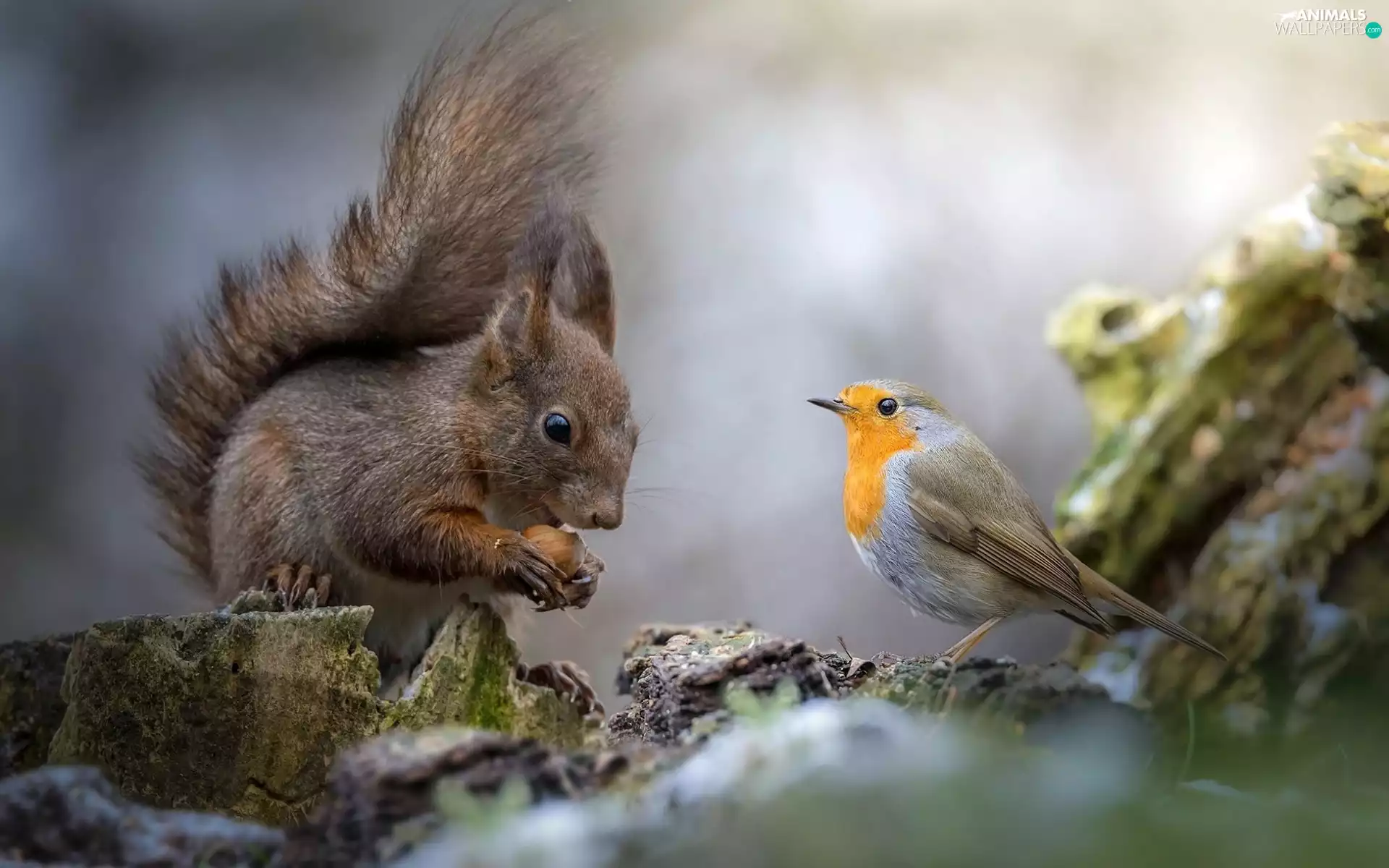 robin, squirrel, Bird