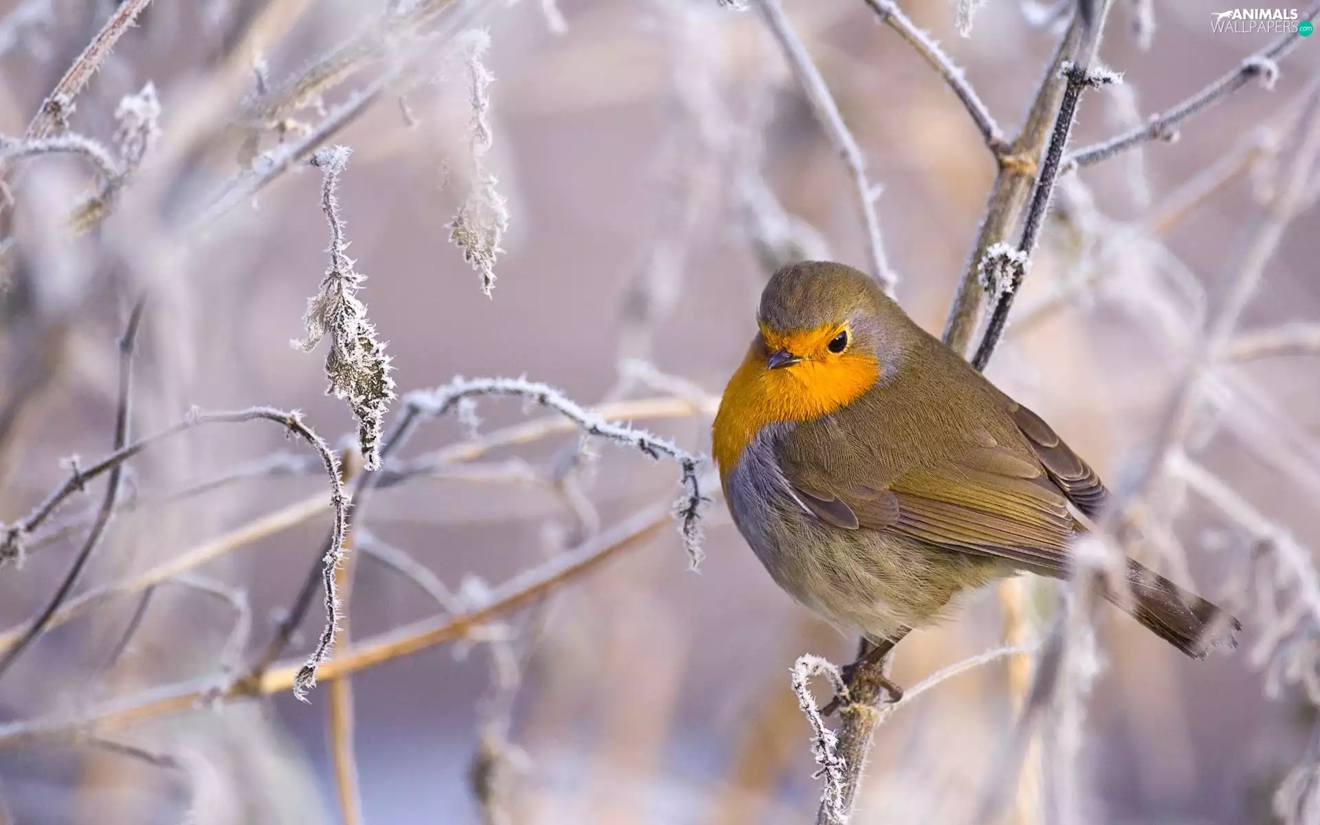 Bird, frosty, Twigs, robin