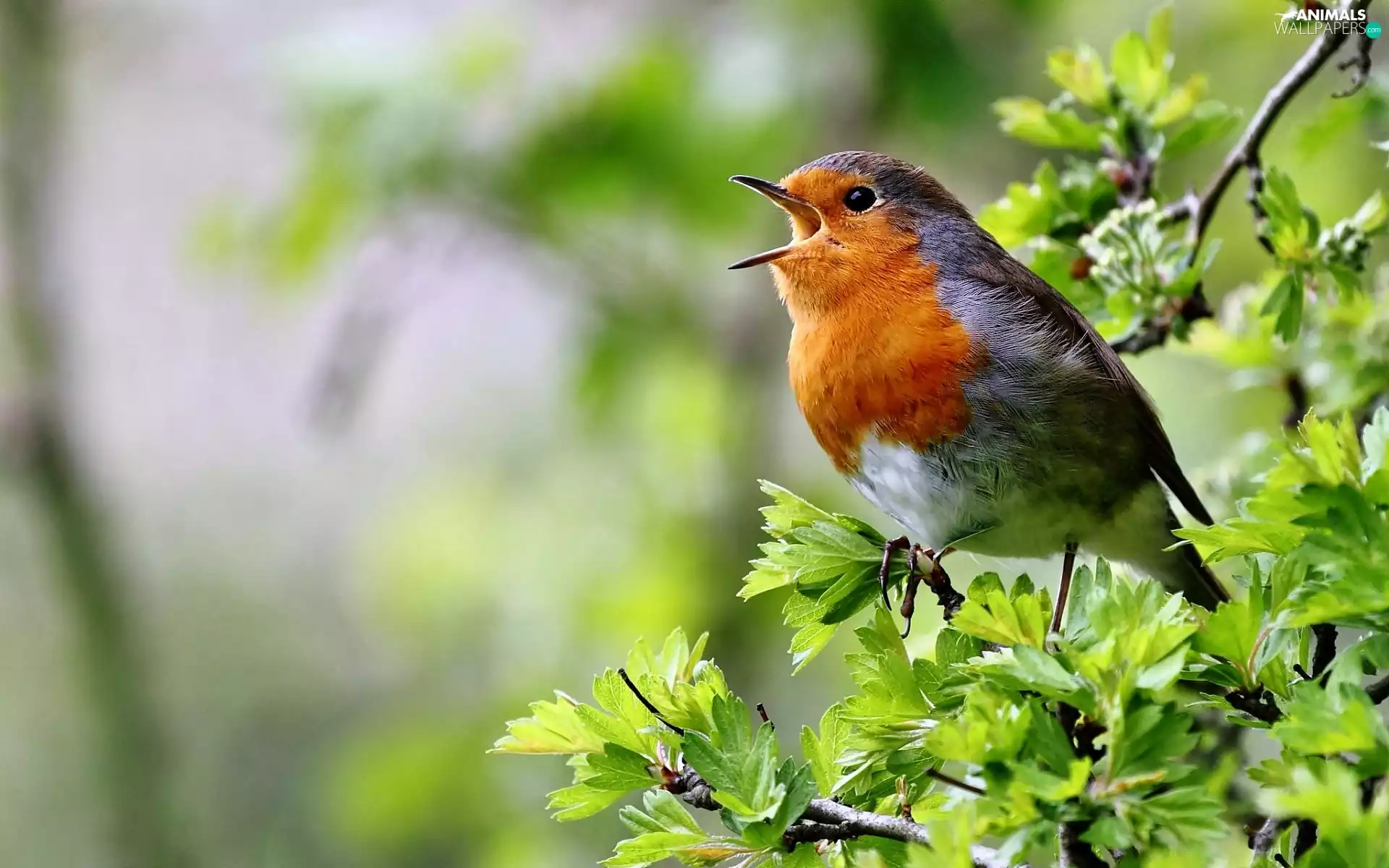 robin, branch