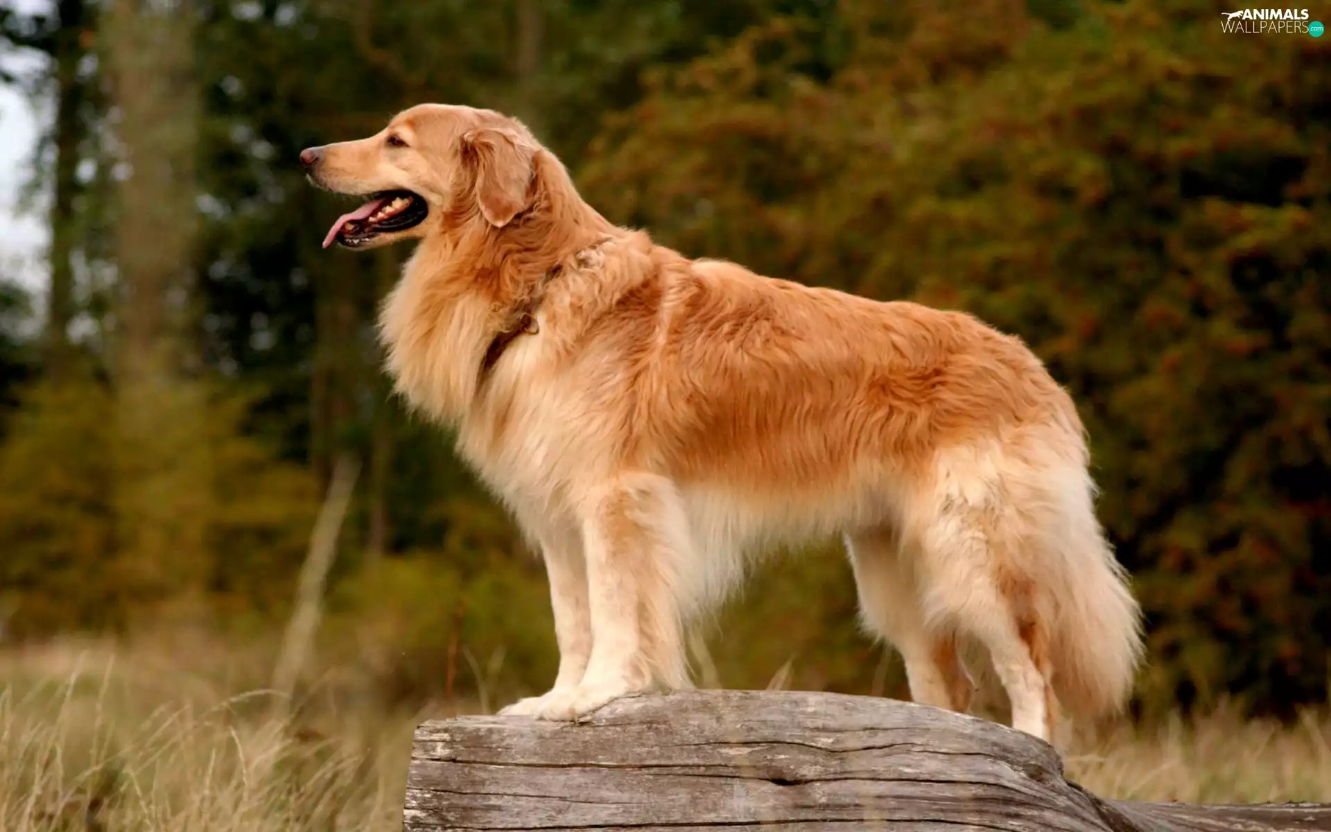 rock, Hovawart, Tounge