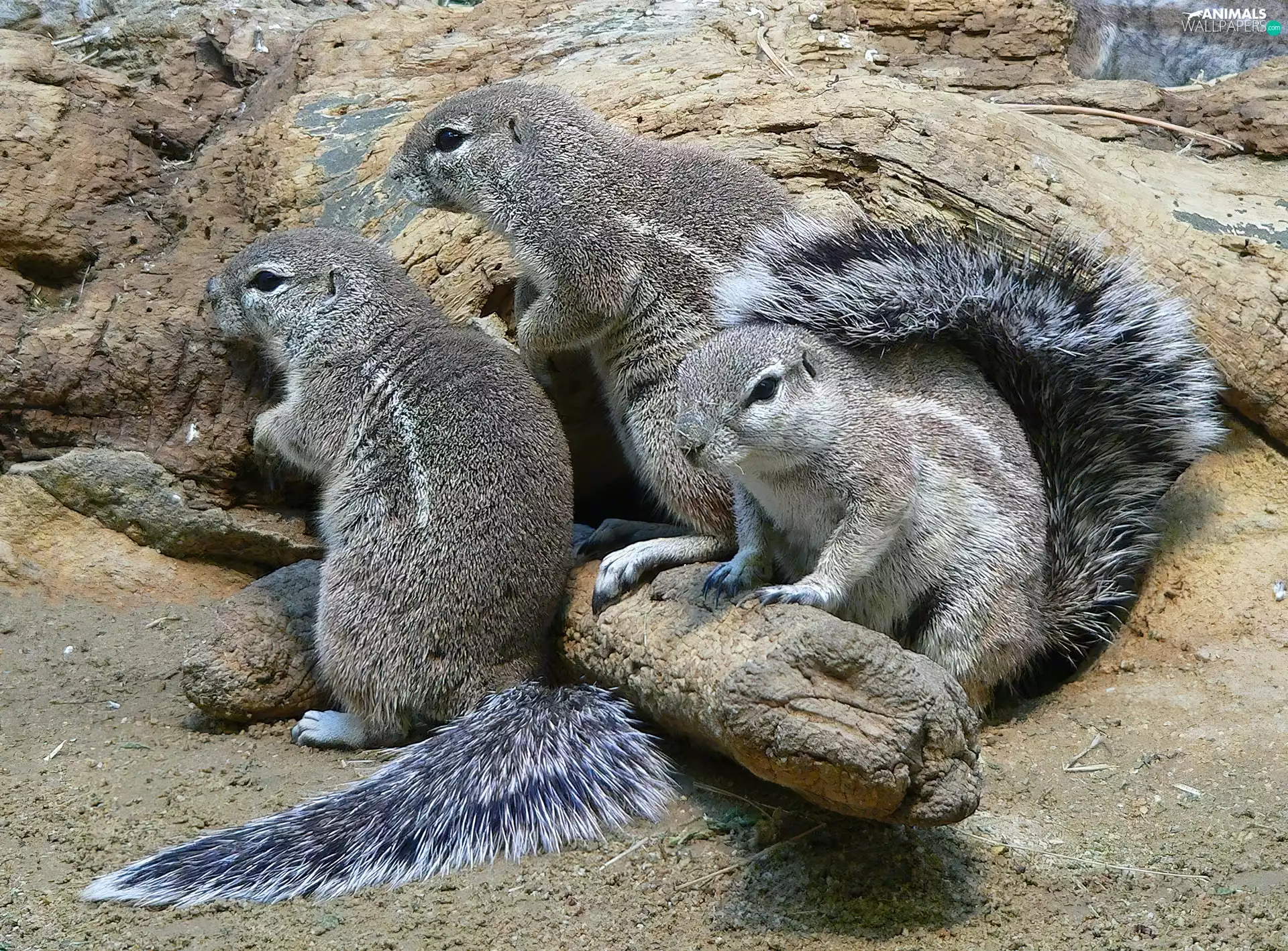Rocks, squirrels, African