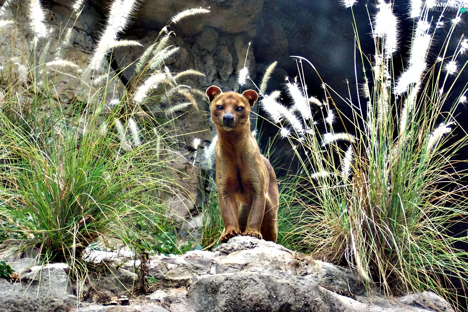 rocks, Fossa, an