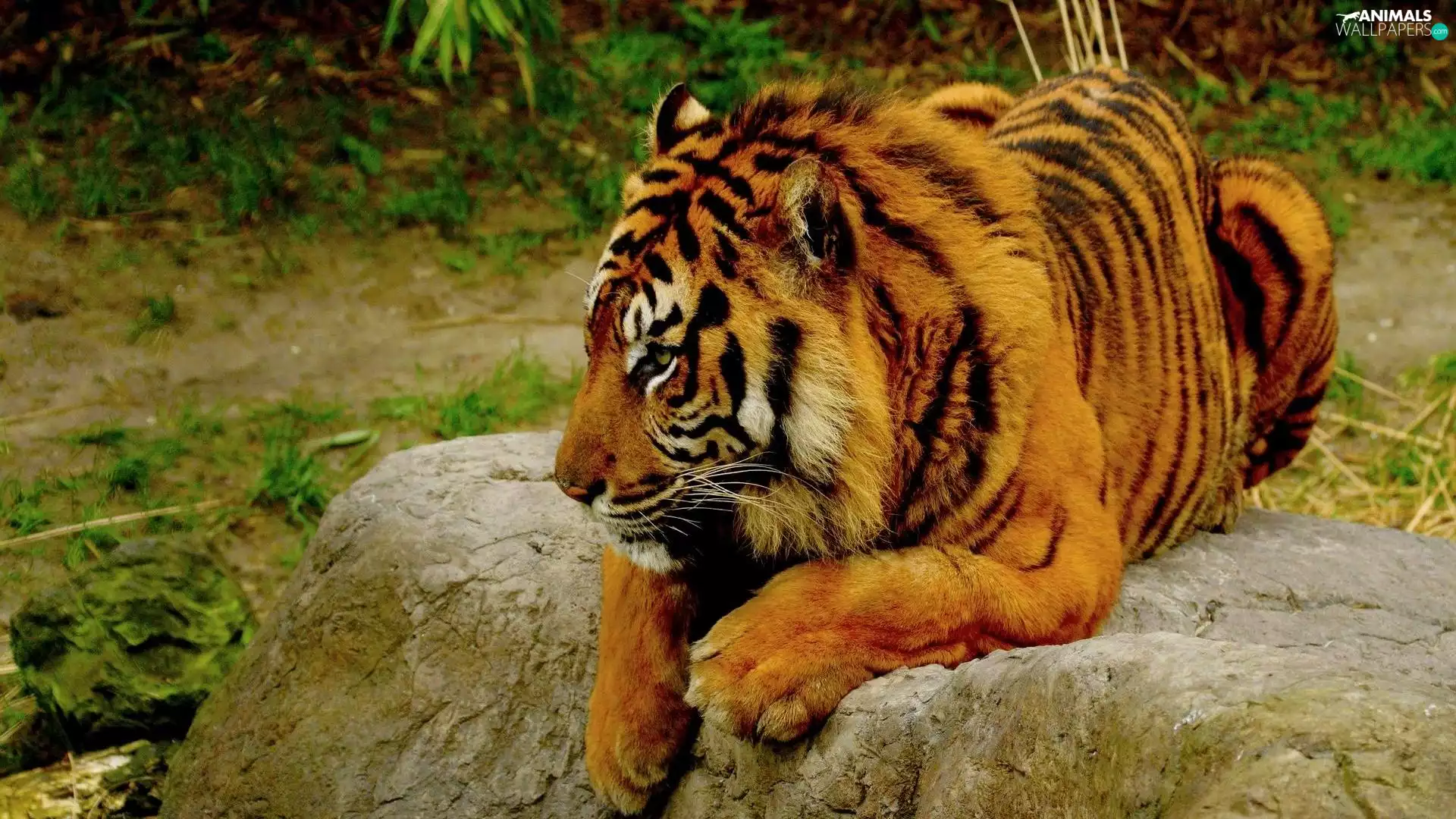 Rocks, tiger, bengal