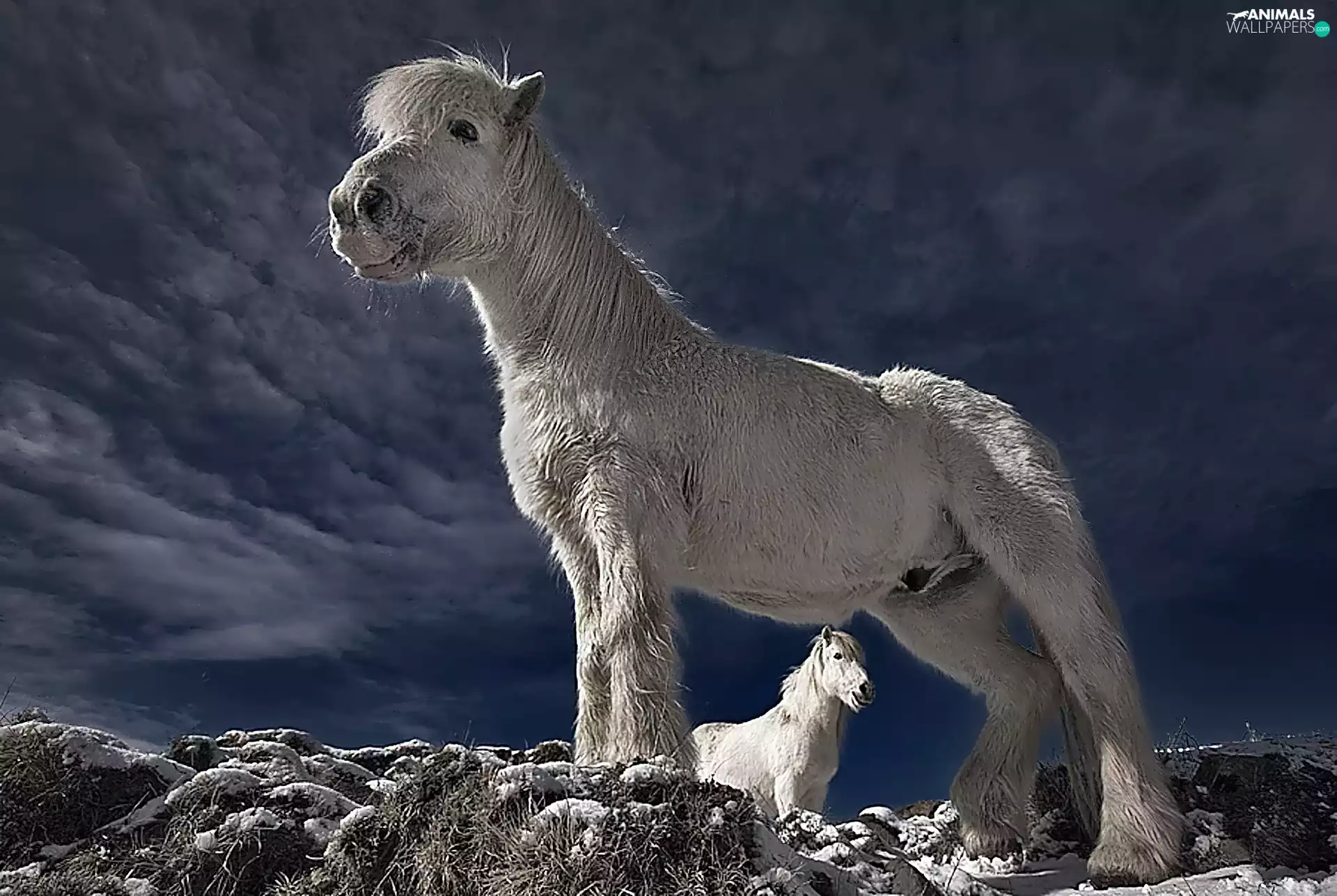 snow, rocks, bloodstock, Sky, White