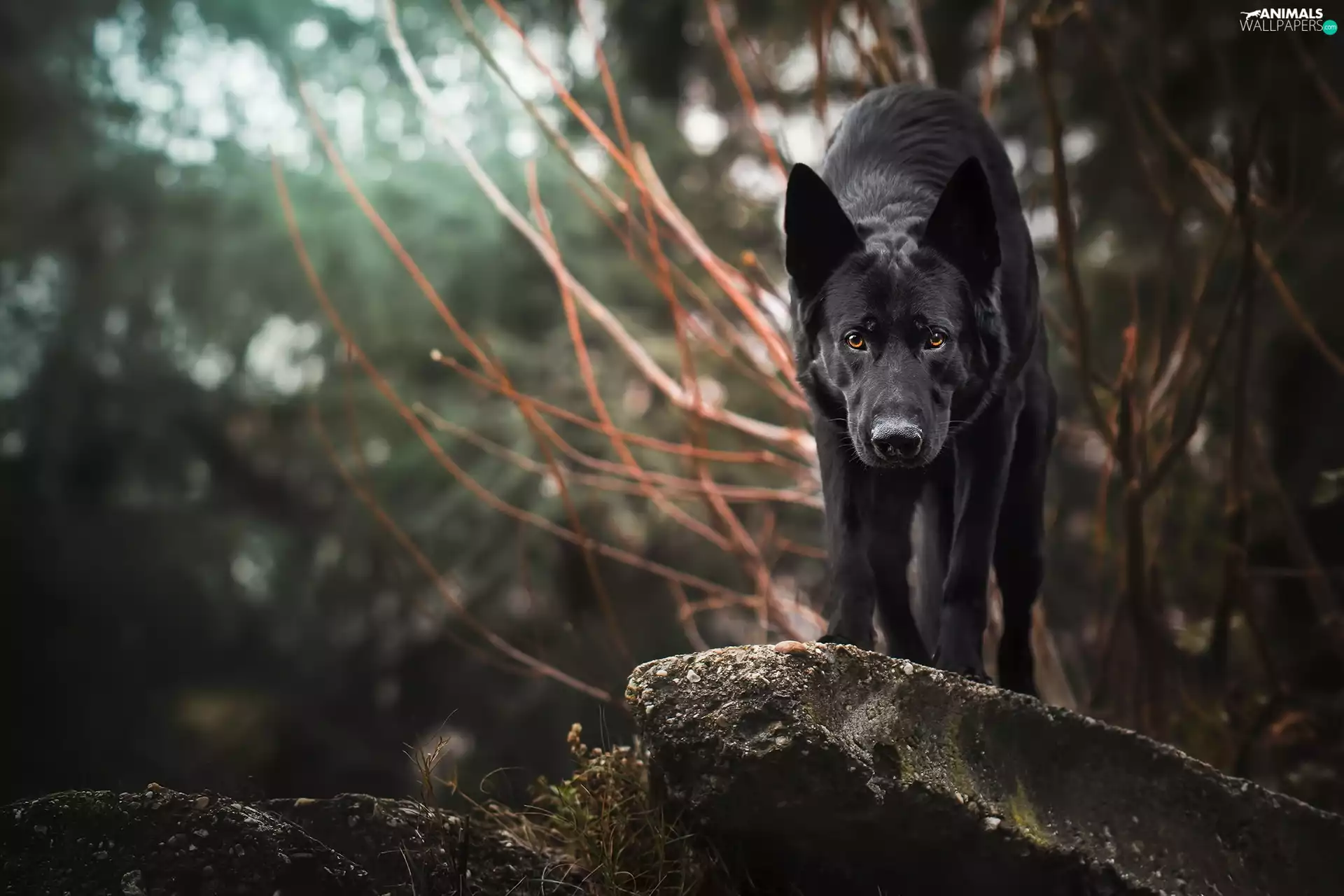 Bush, German Shepherd, Rocks