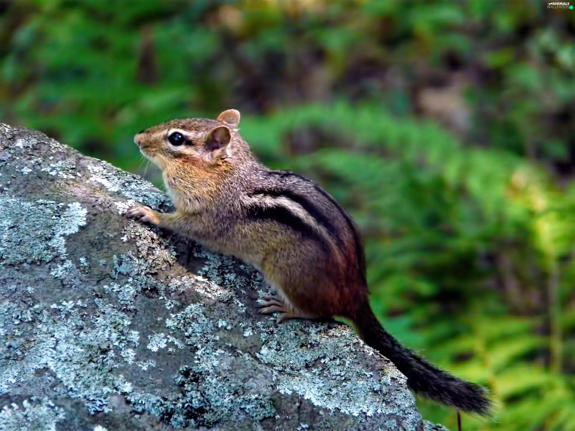 Rocks, Chipmunk