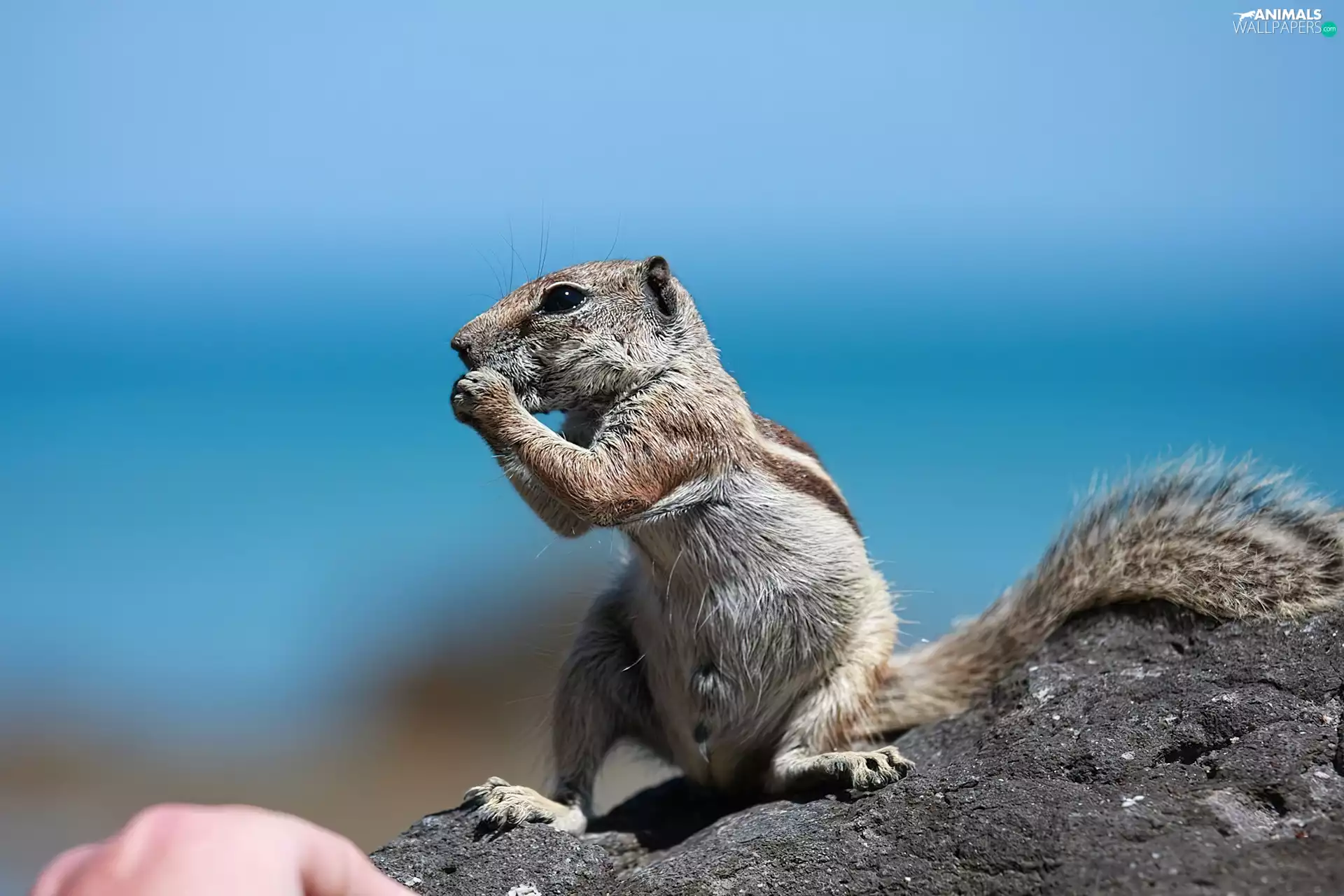 Rocks, squirrel, Chipmunk