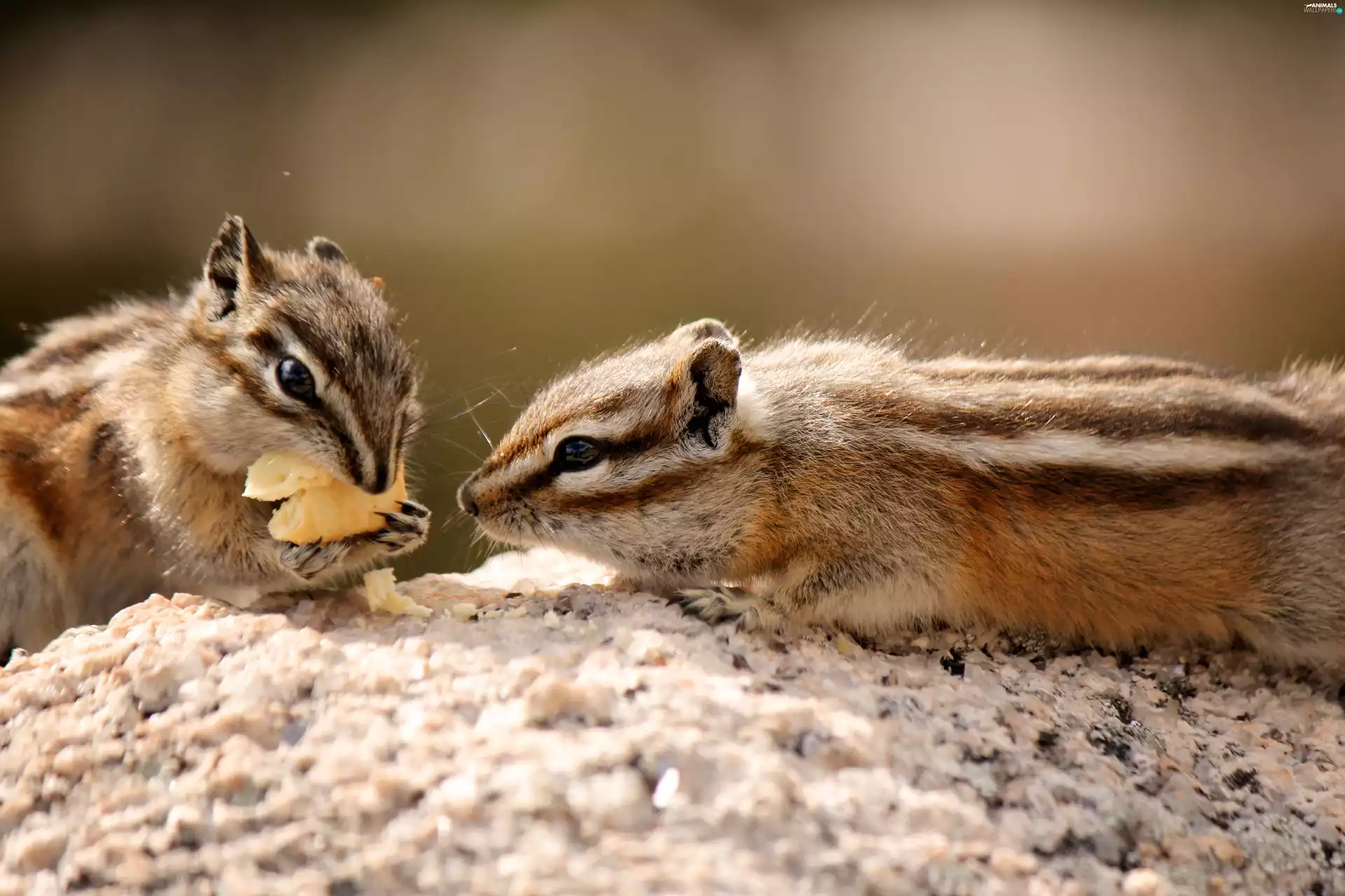 Rocks, Chipmunk