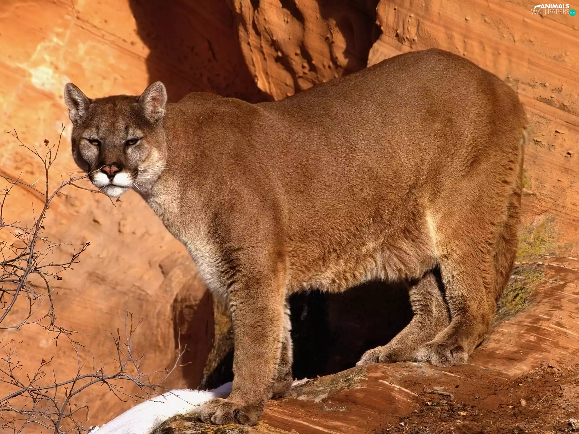 rocks, cougar