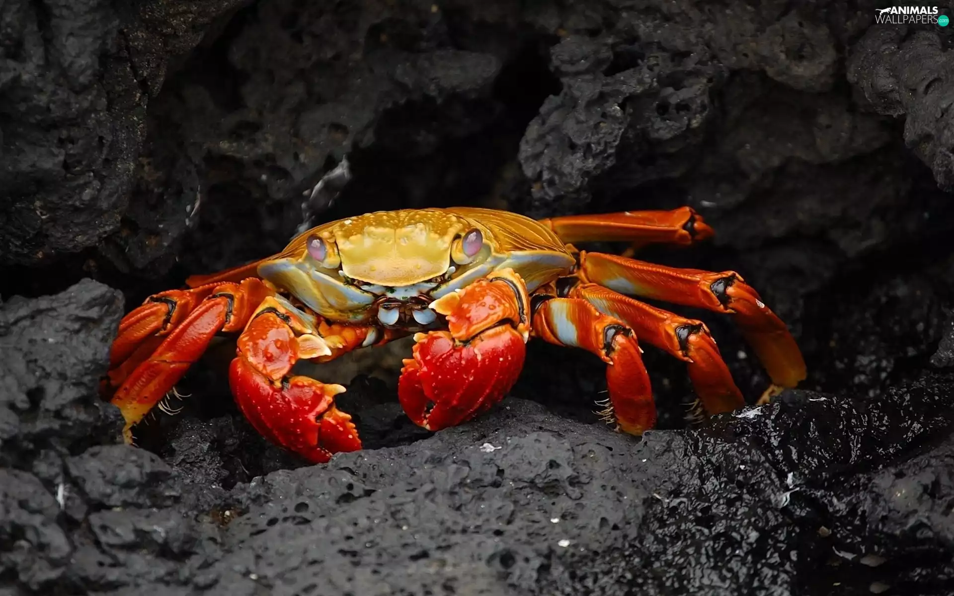 Rocks, Red, crab