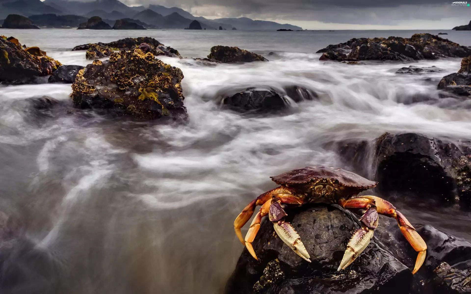 crab, sea, Stones rocks