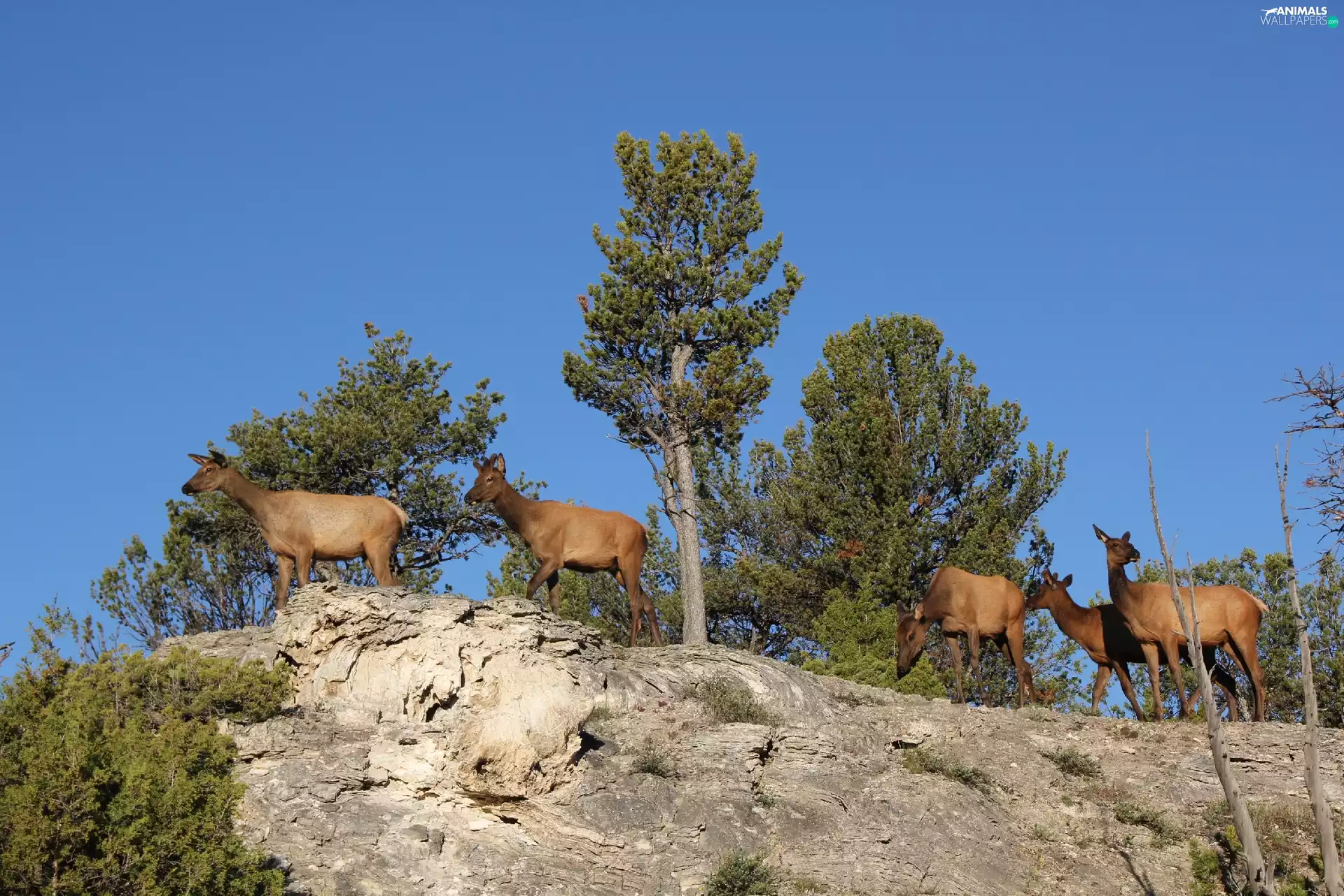 Deer, trees, viewes, Rocks