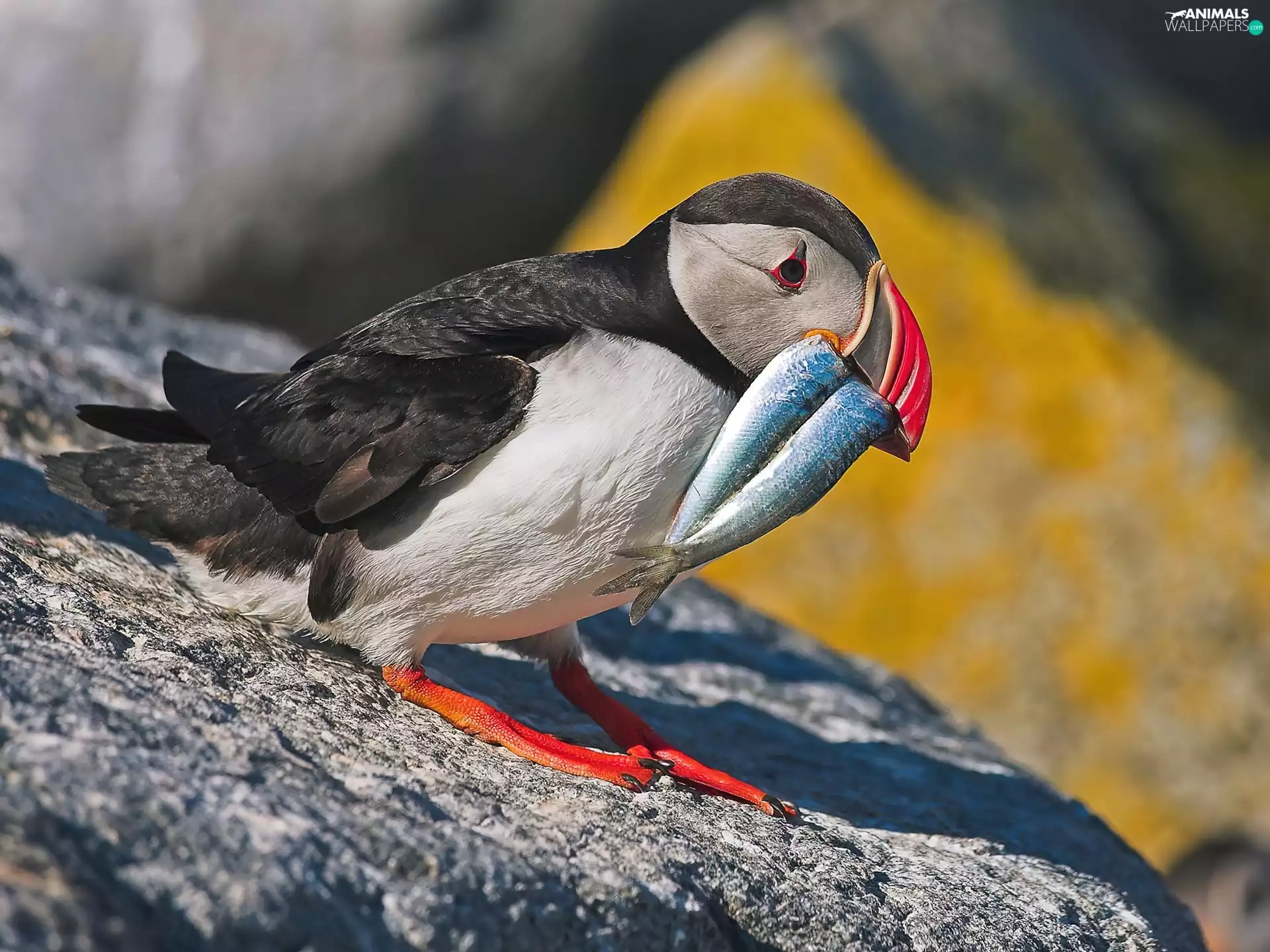 Rocks, Maskonur, fish