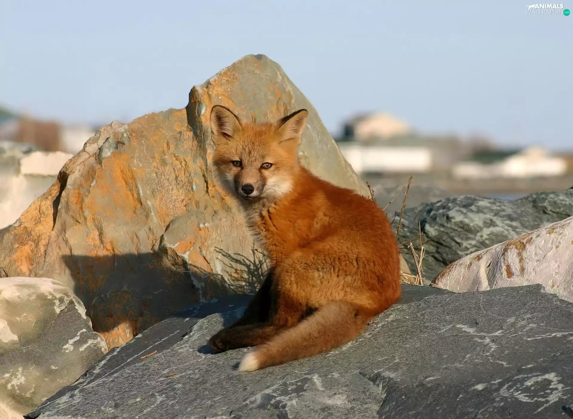 Rocks, ginger, fox