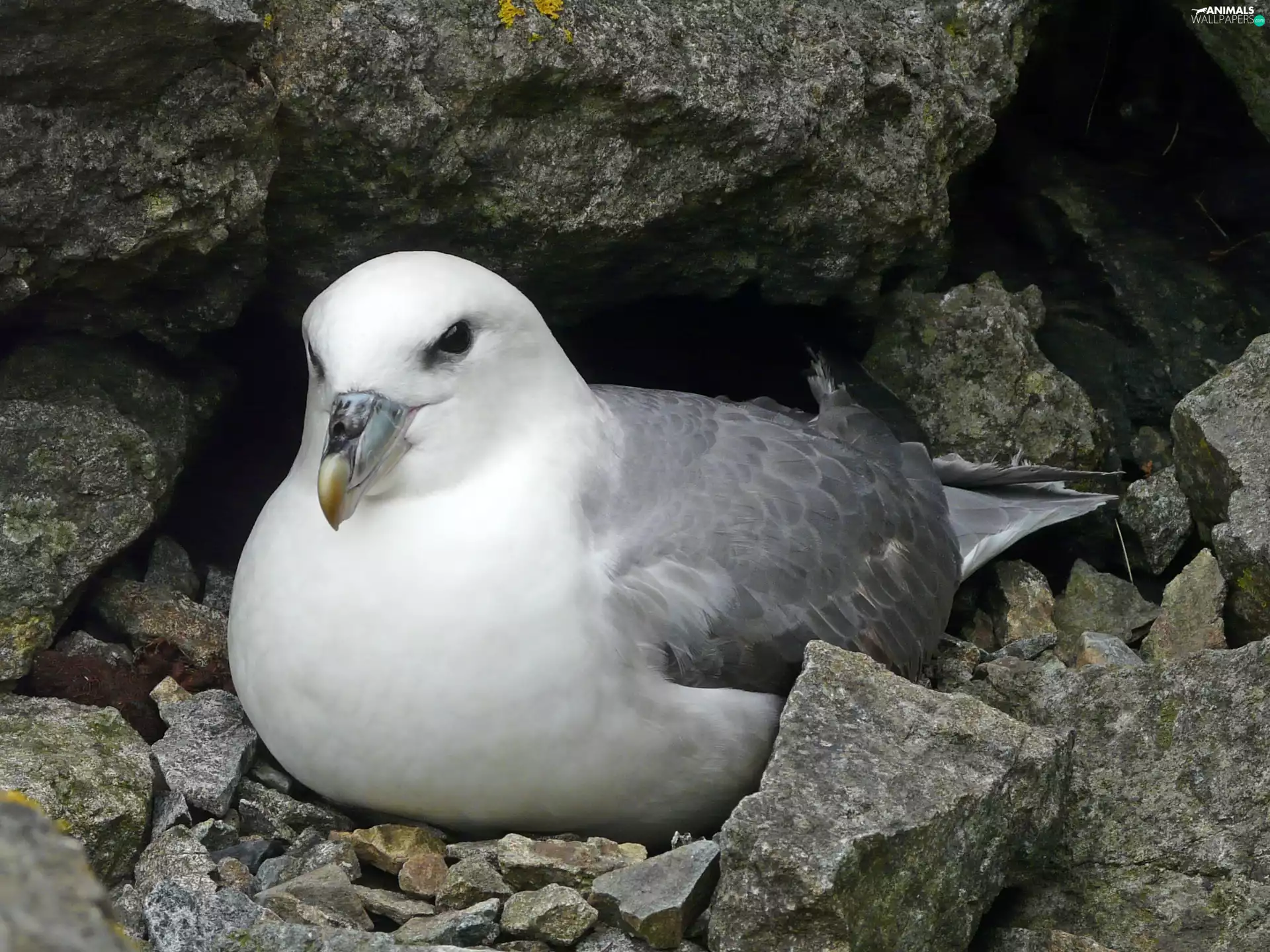 Rocks, Bird, Fulmar