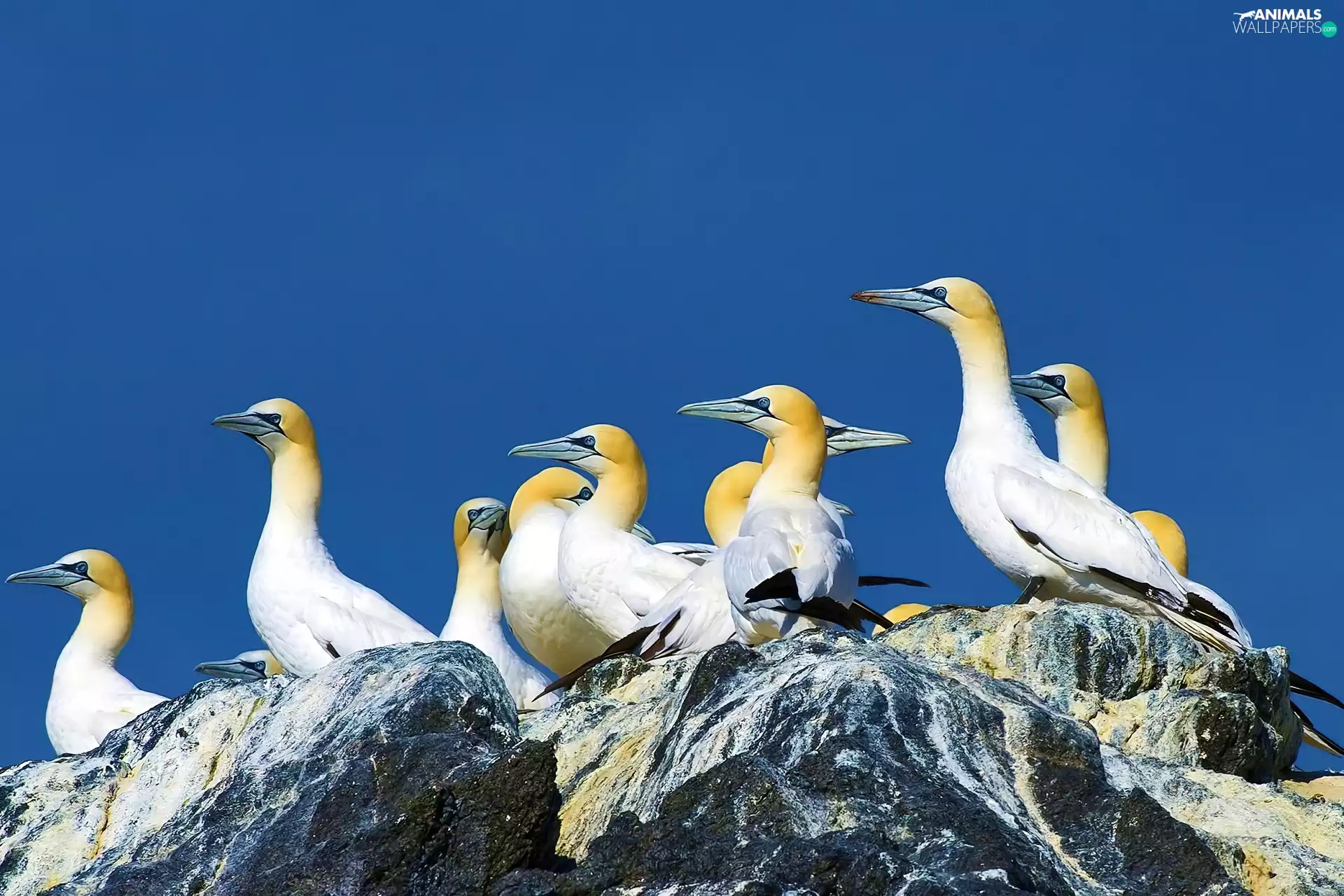 Rocks, herd, gannets