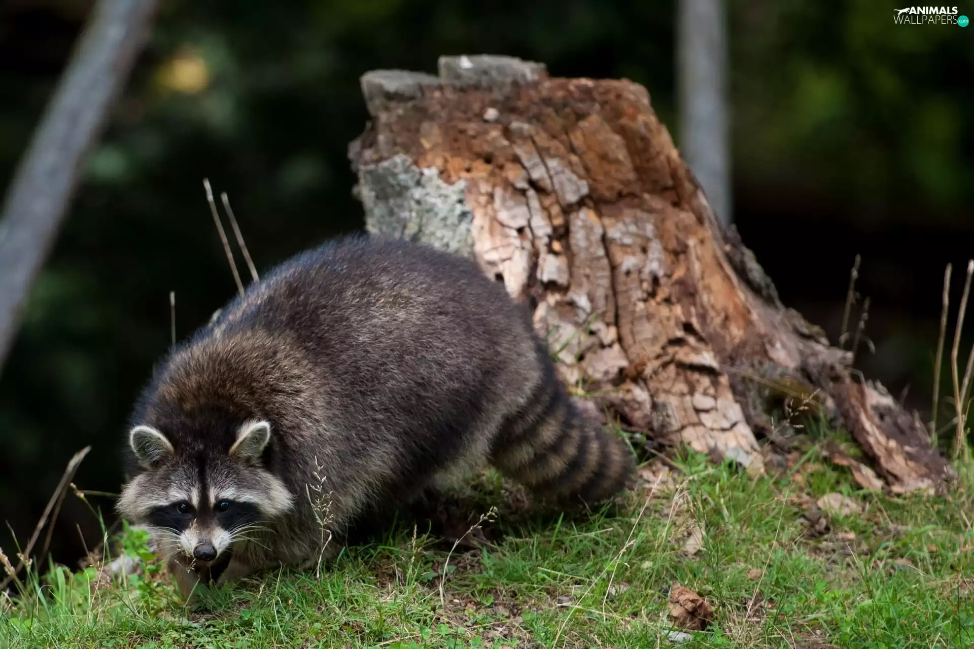 Rocks, raccoon, grass
