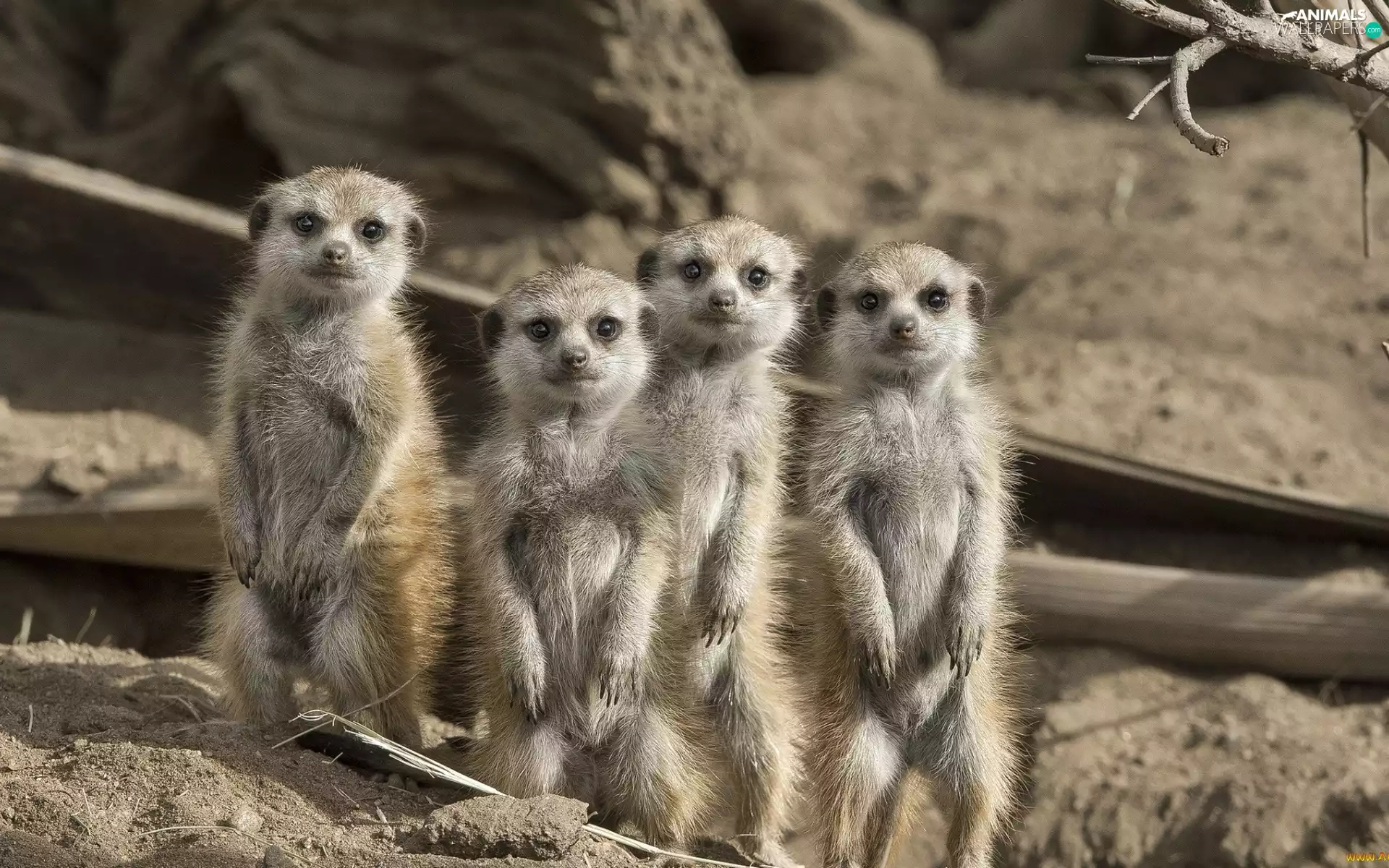 rocks, Meerkats, Guardian