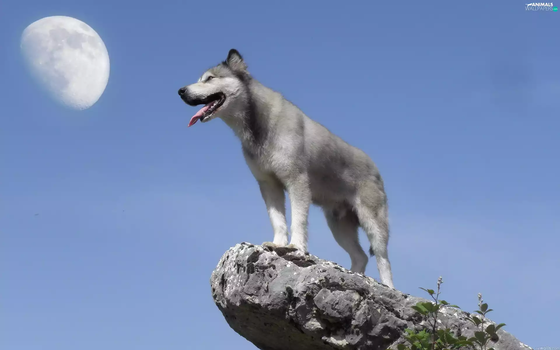 Husky, moon, Sky, Rocks