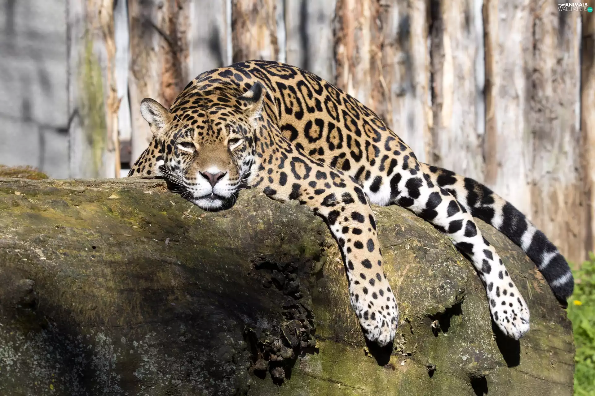 Rocks, tired, Jaguar