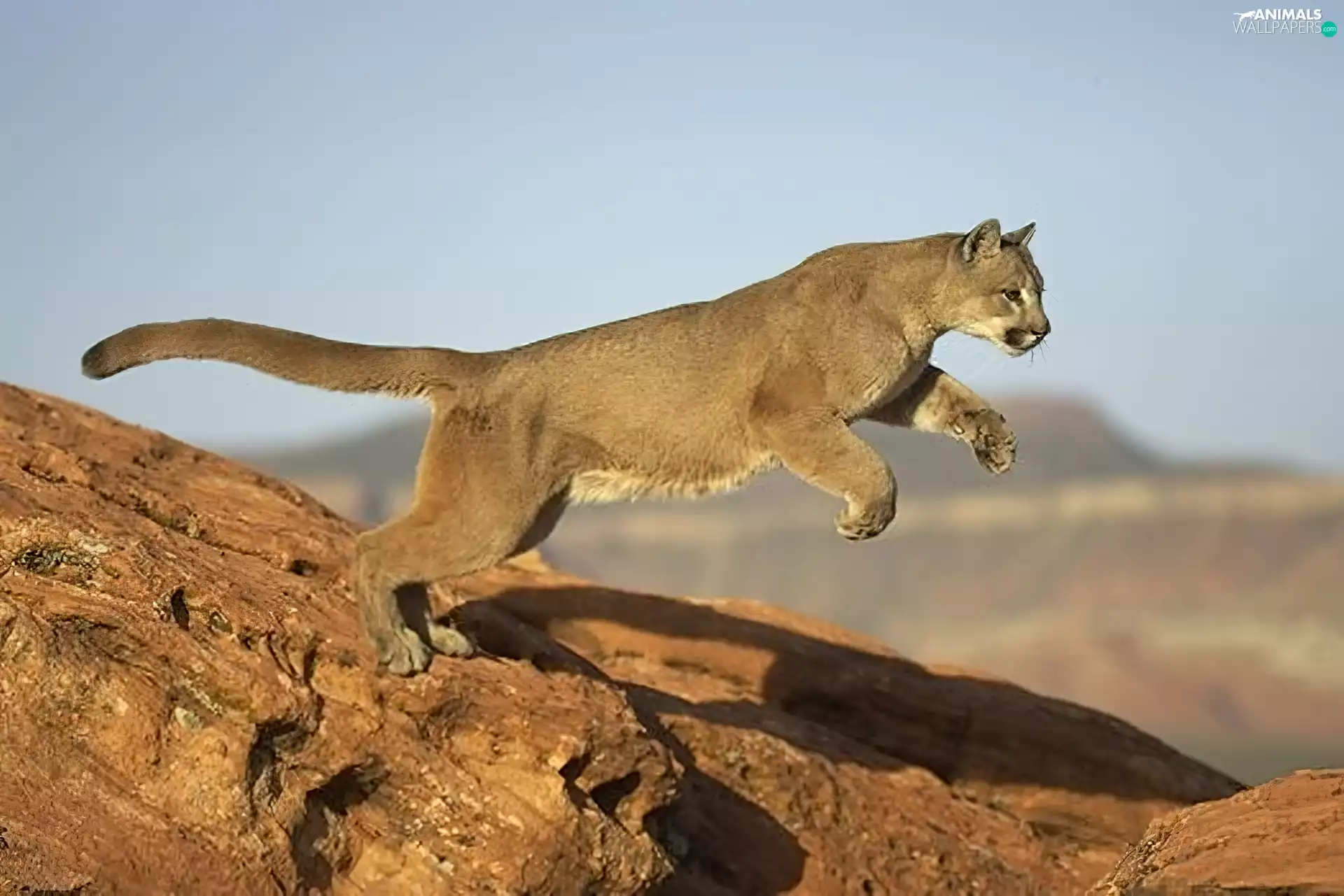 rocks, cougar, jump