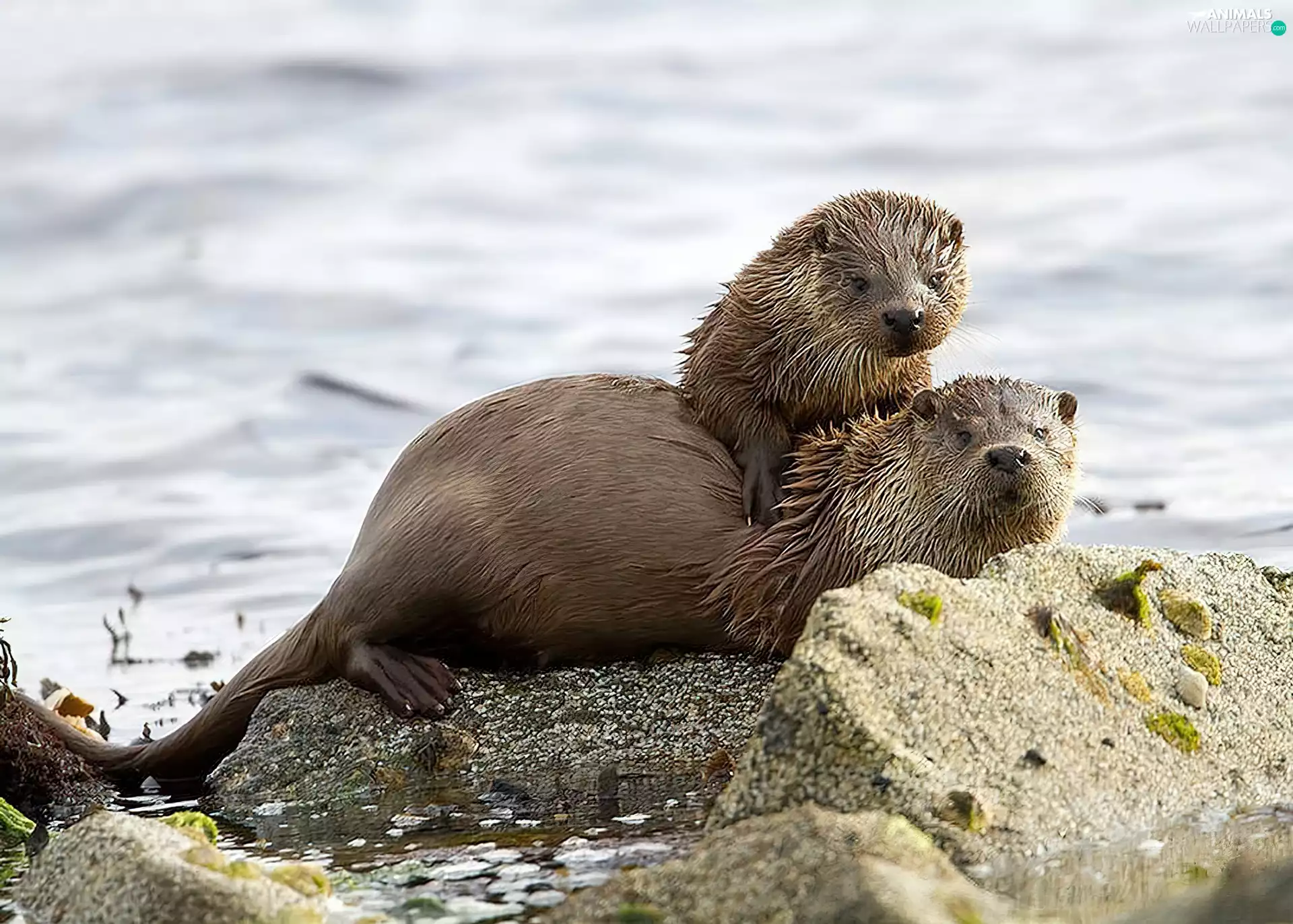 rocks, otters, lake