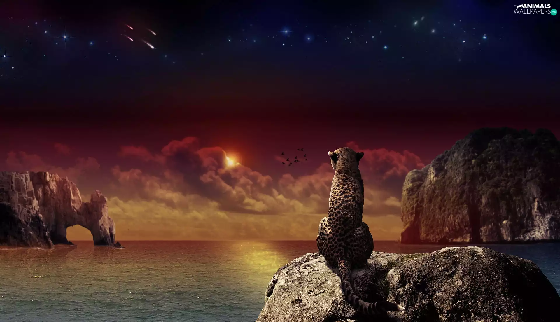 Leopards, water, birds, rocks