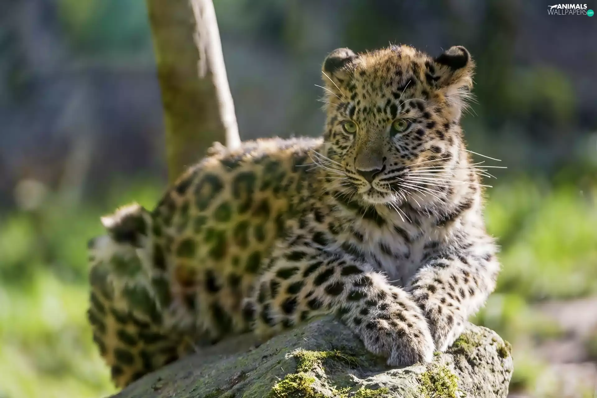 Rocks, small, Leopards