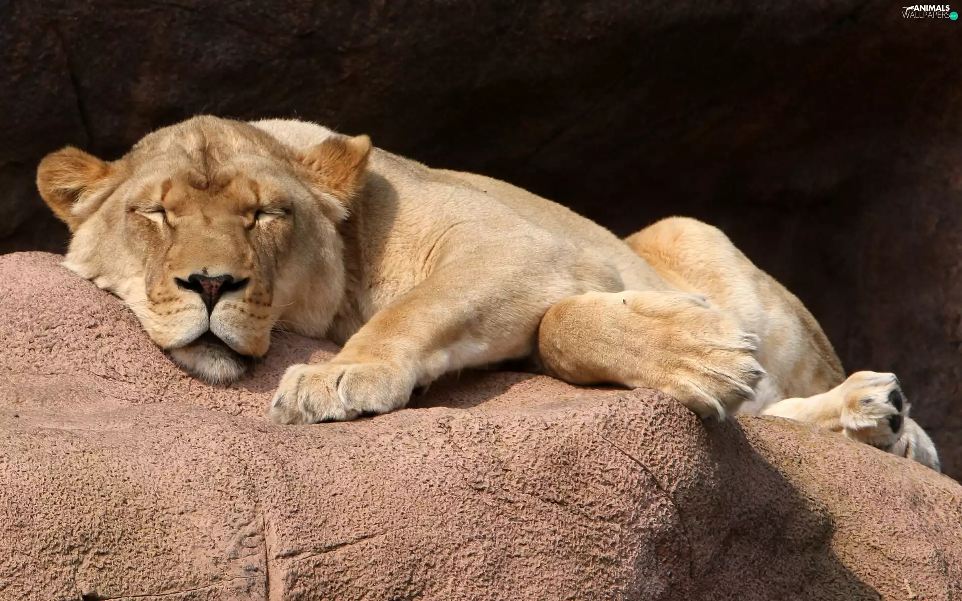 Rocks, sleepy, Lion