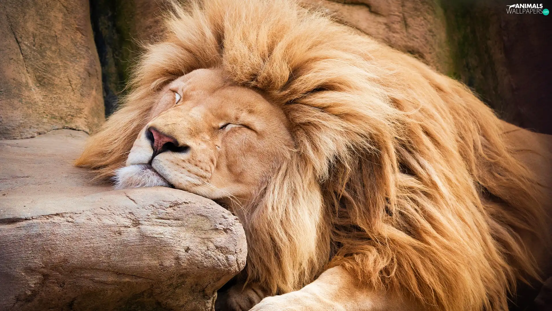 rocks, sleepy, Lion