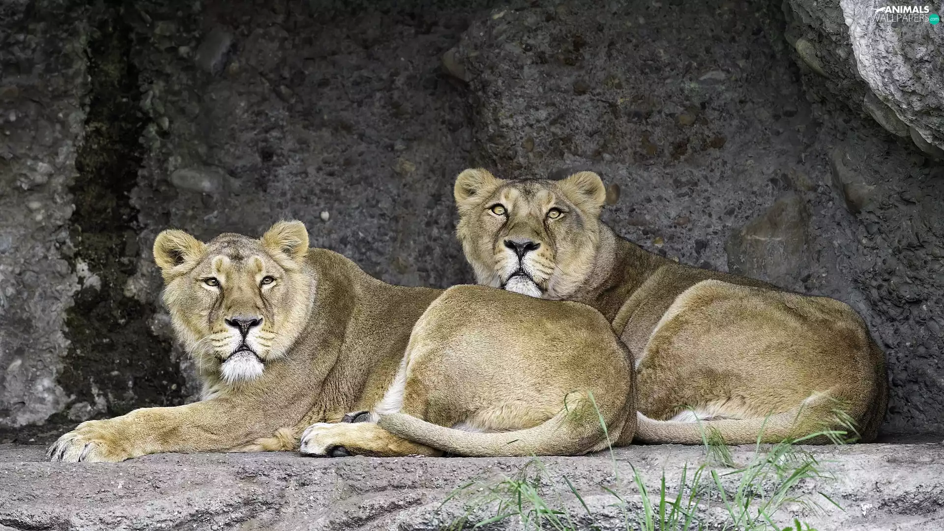lionesses, Rocks, lions, Two, lying