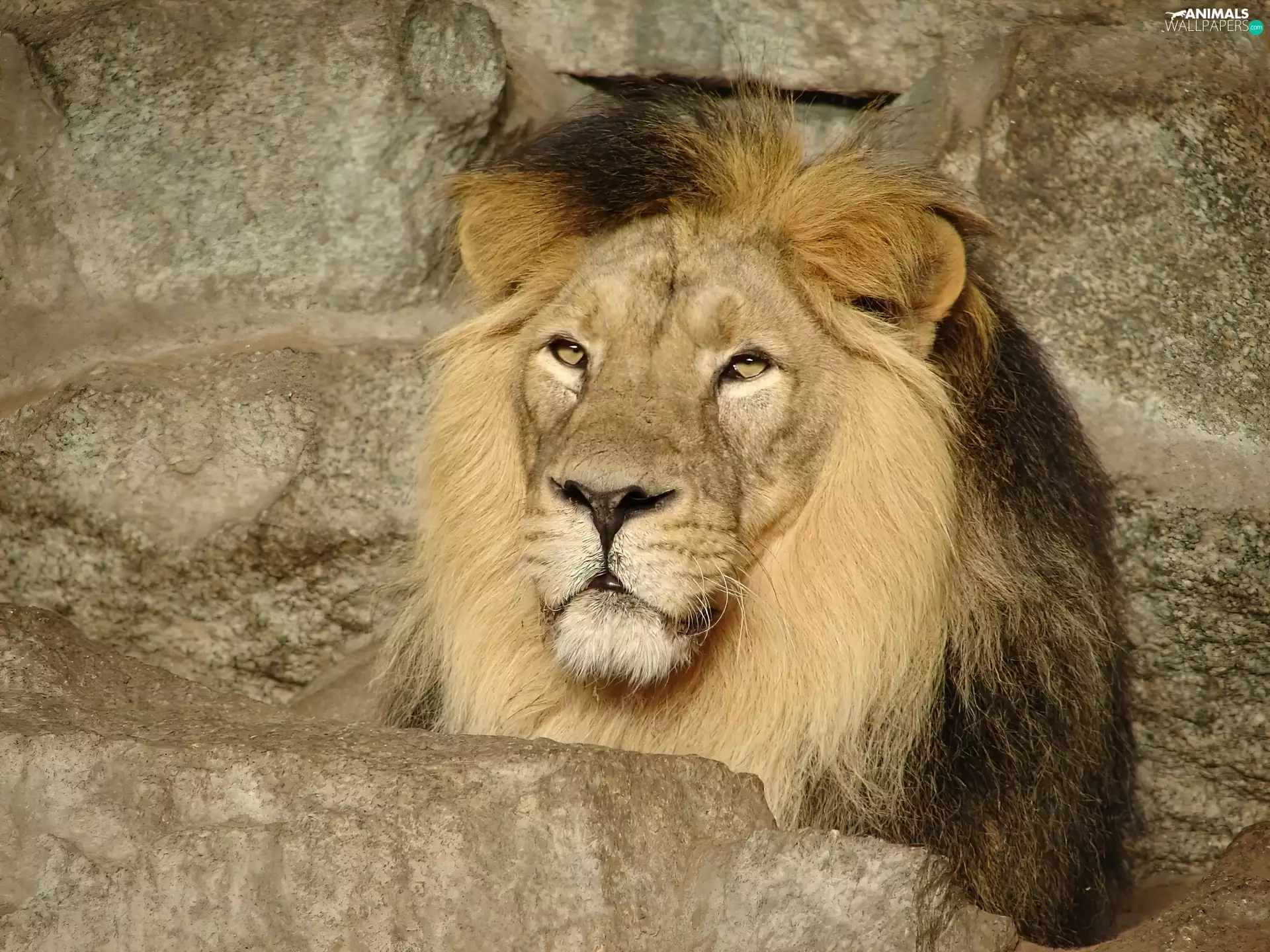 rocks, Lion, mane