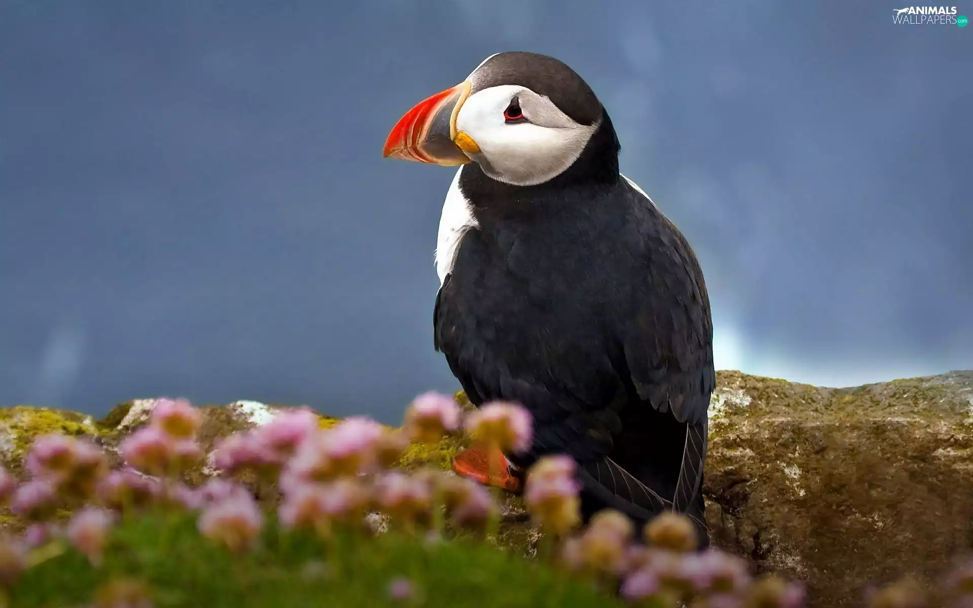 Maskonur, Flowers, blur, Rocks