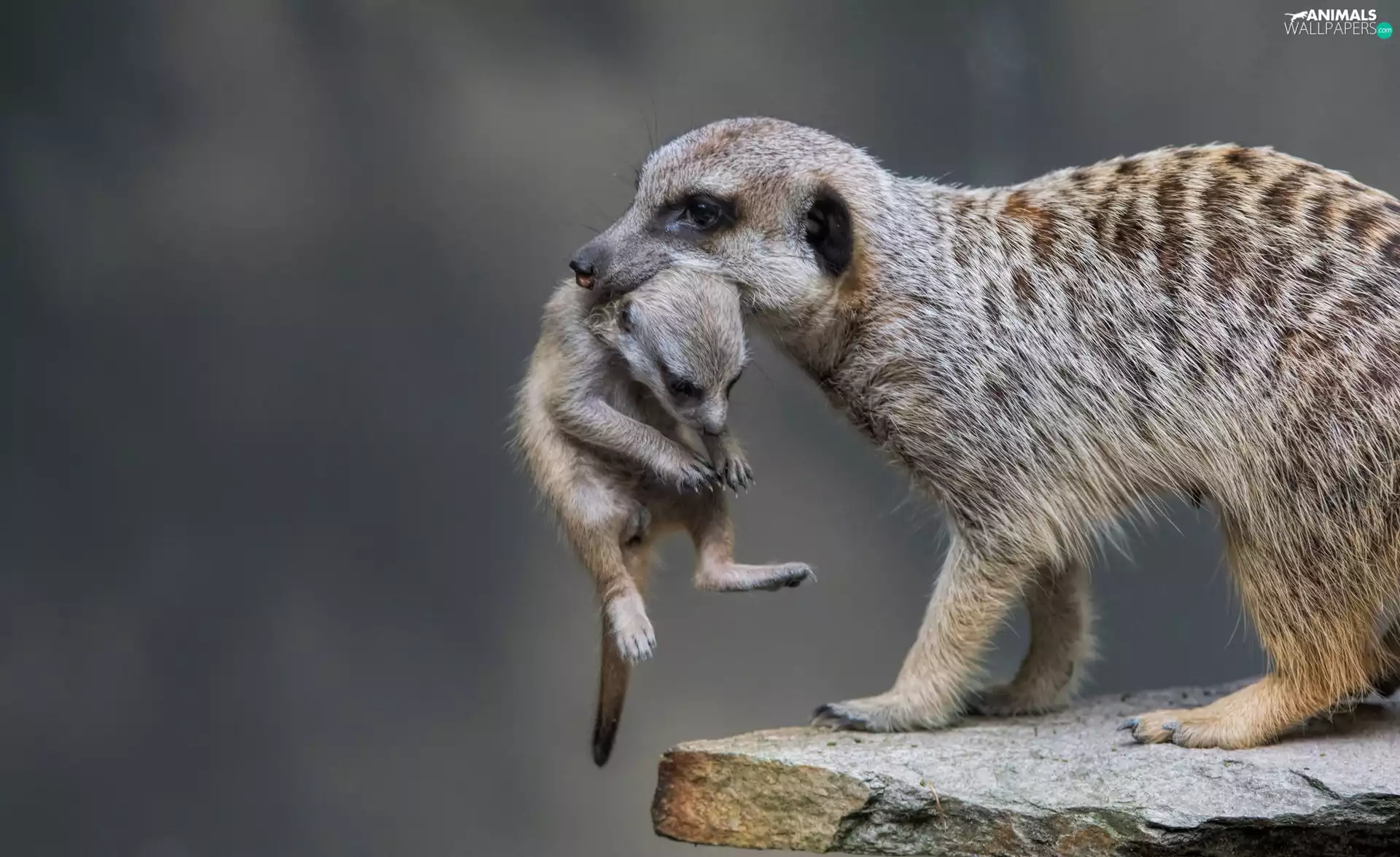 Descendant, Rocks, Meerkat, young, mother