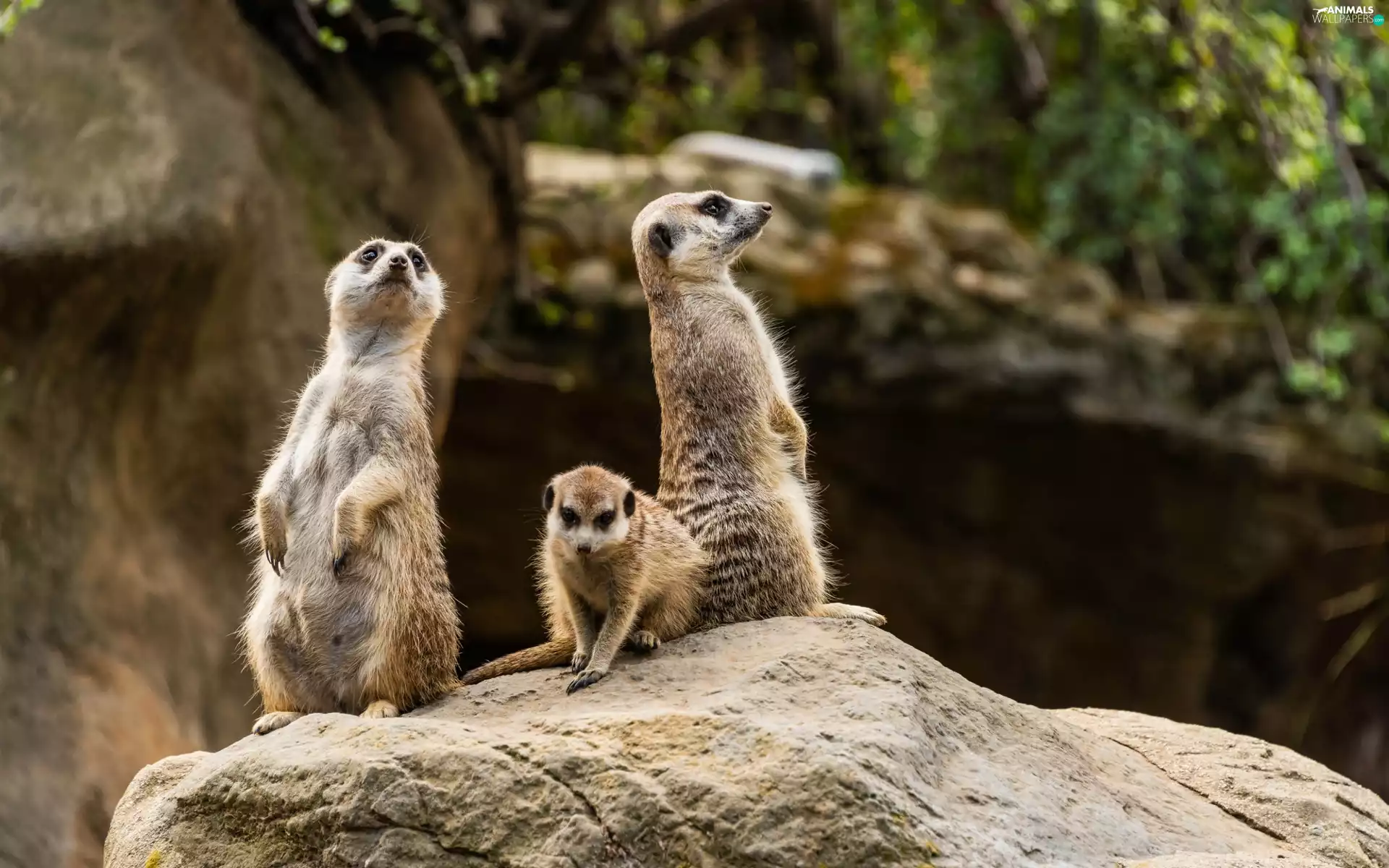 rocks, Three, Meerkats