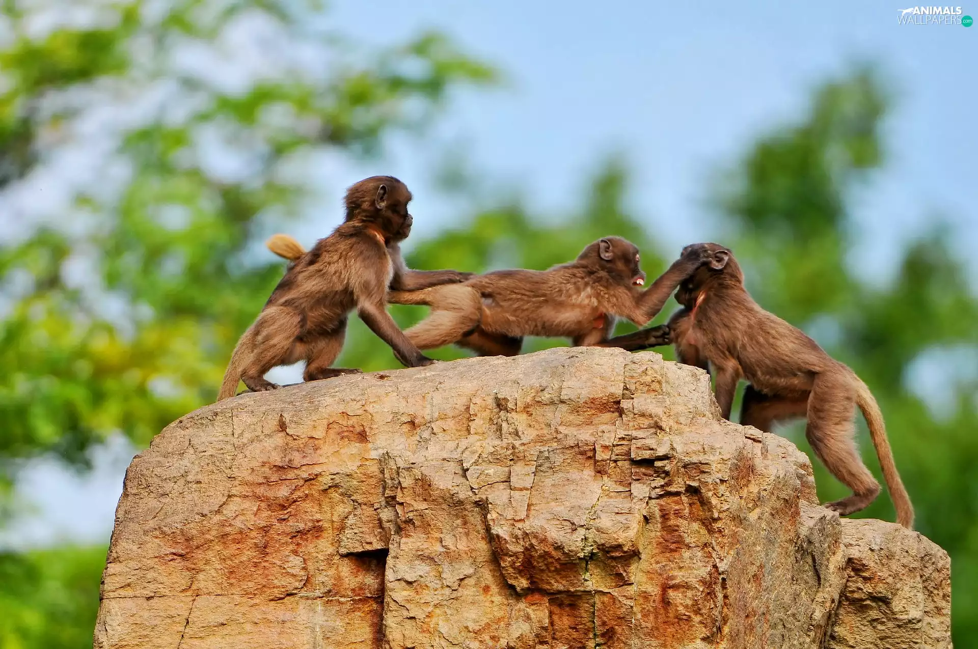 Rocks, Three, monkeys