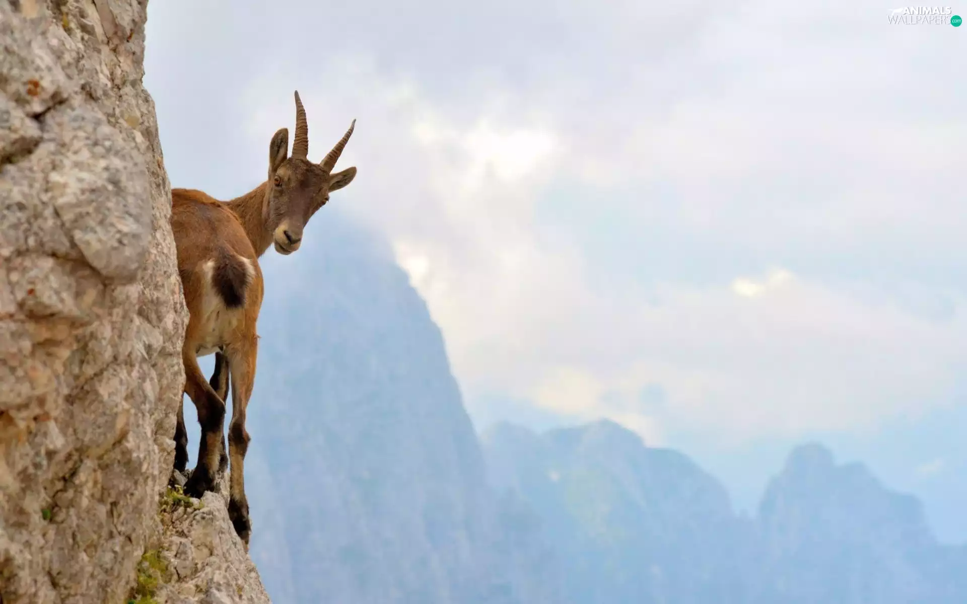 rocks, goat, Mountains