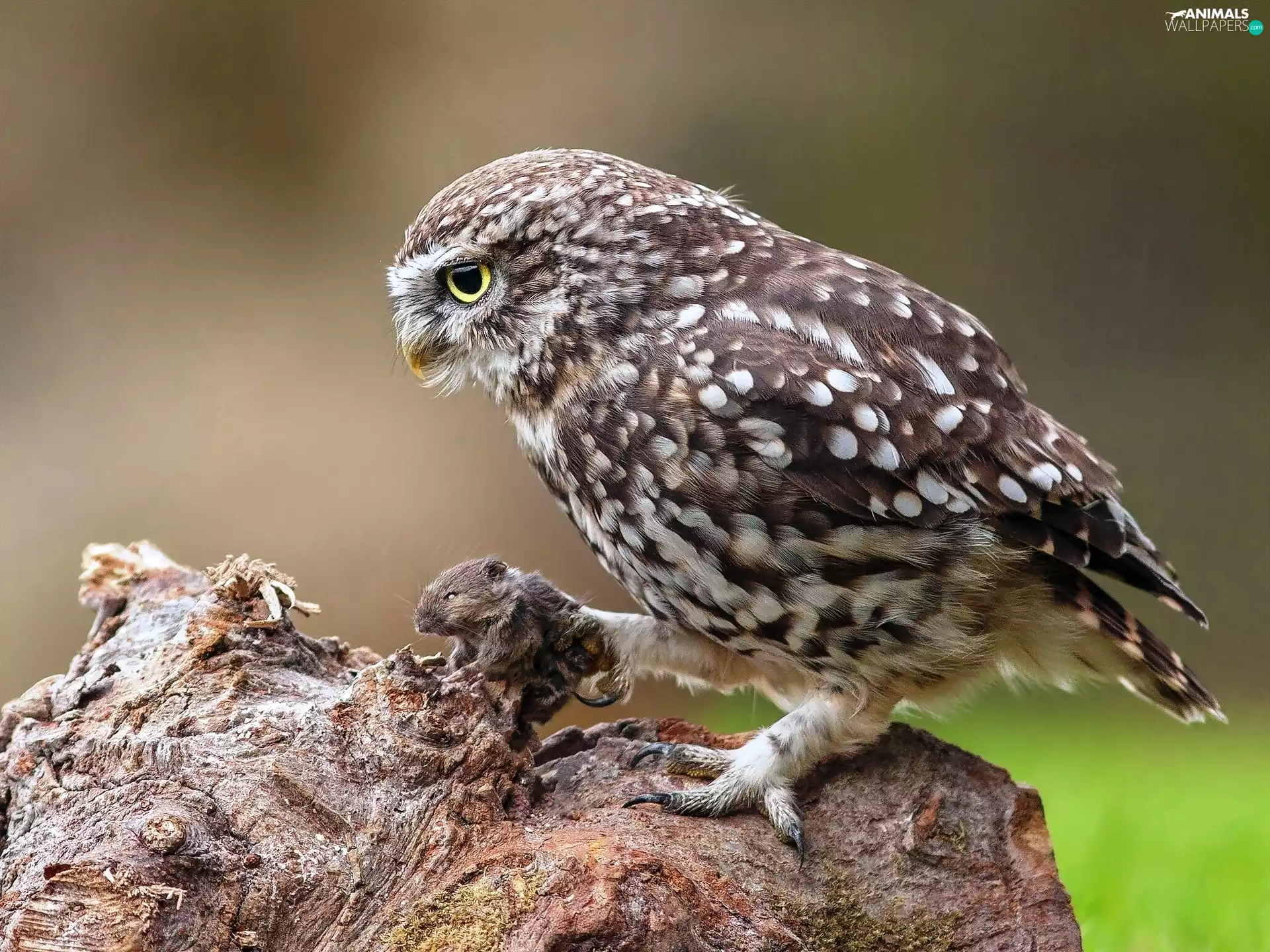 Rocks, owl, mouse