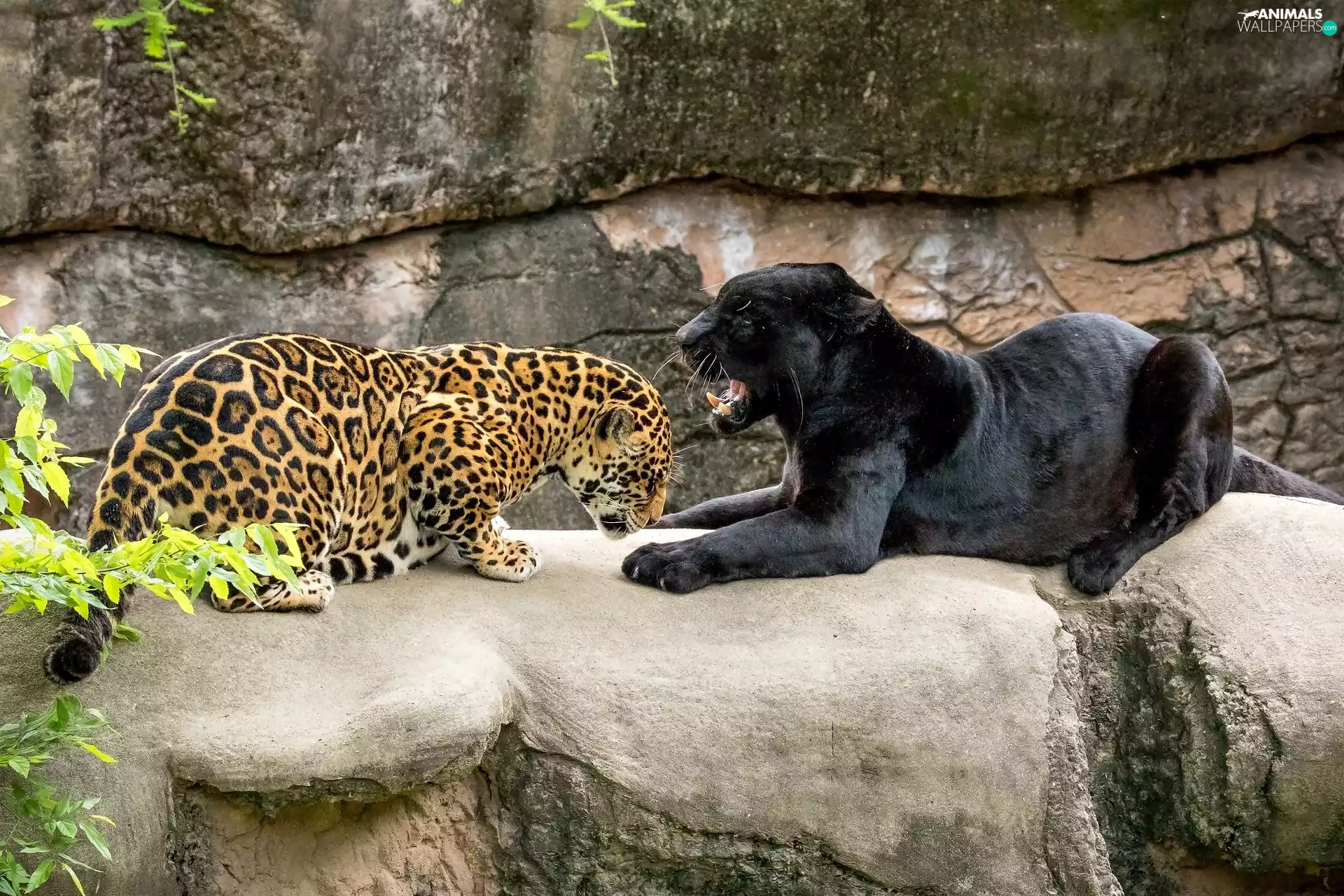 rocks, Jaguar, Panther
