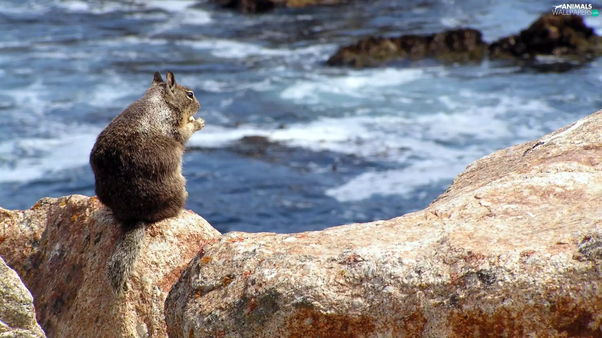 Rocks, squirrel, sea