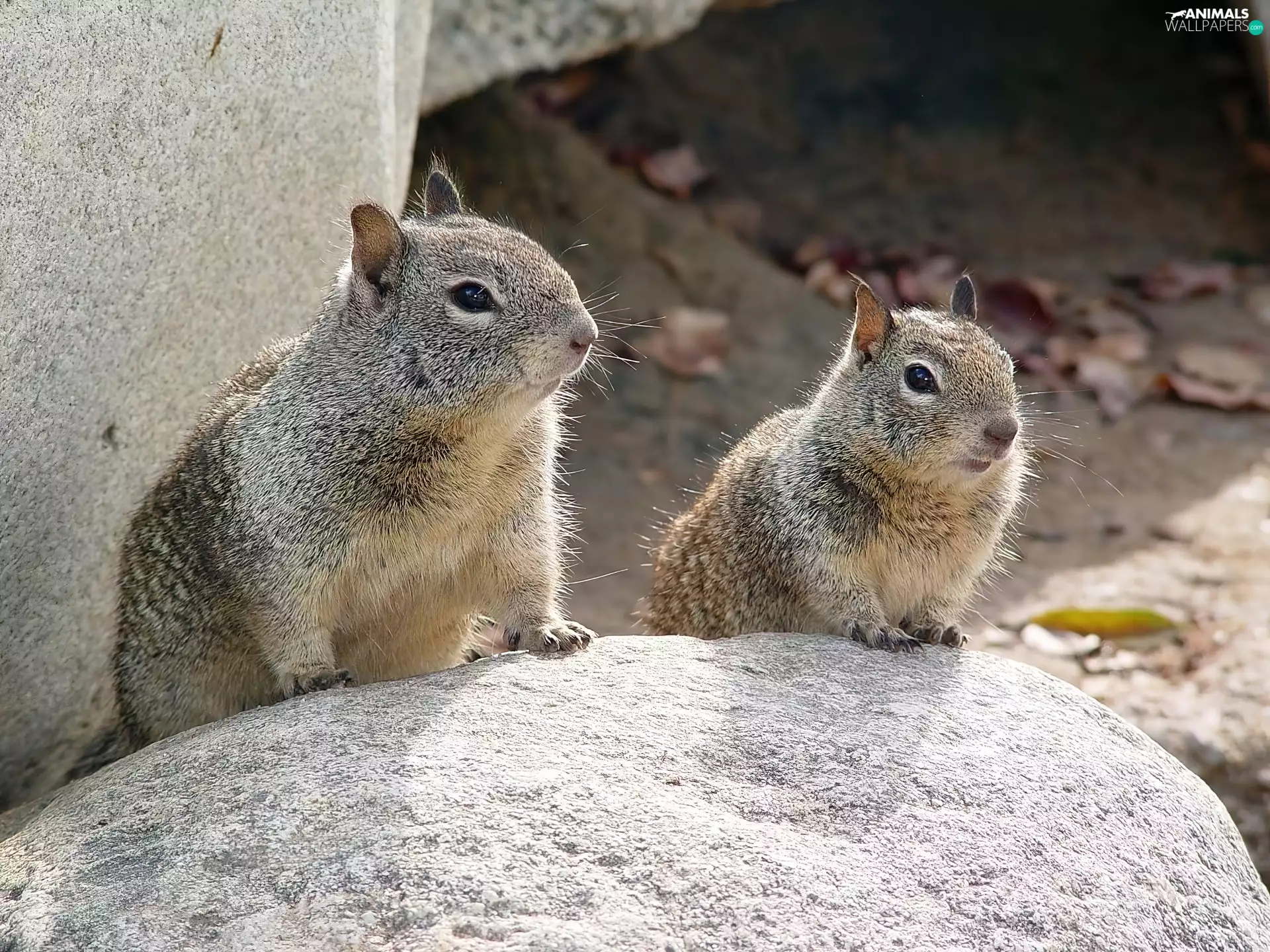 Rocks, Two, squirrels