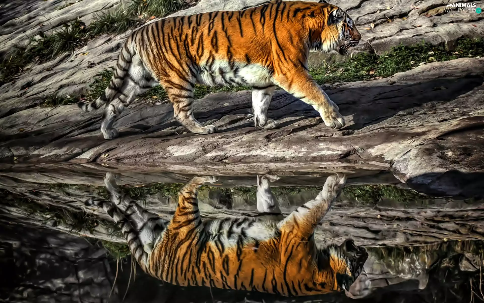 tiger, water, reflection, rocks