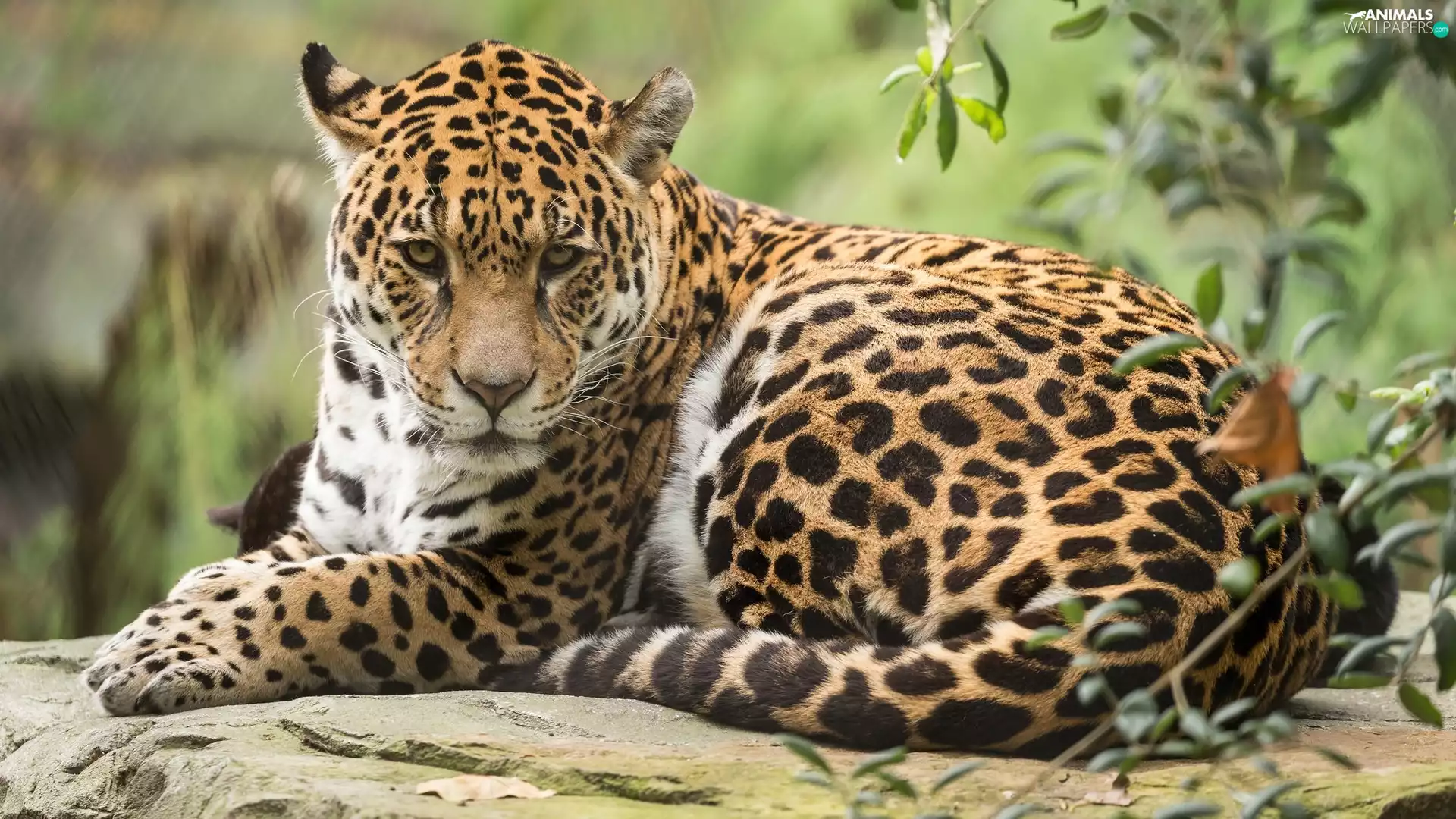 Twigs, American Leopard, Rocks