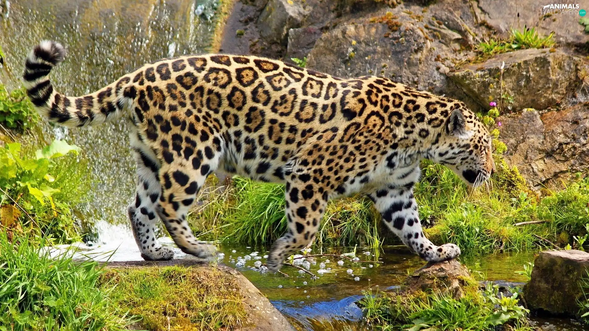 rocks, Jaguar, water
