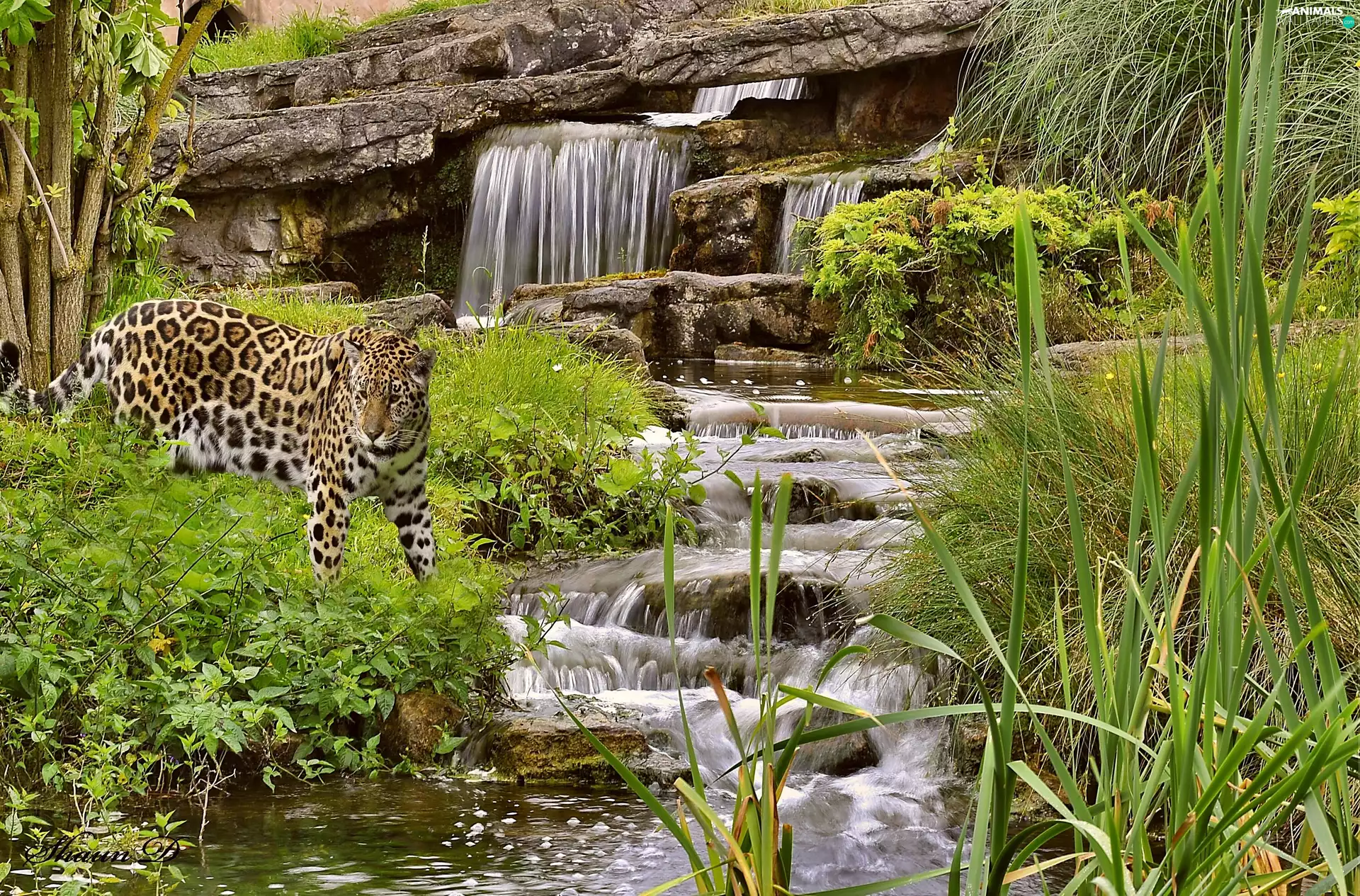 waterfall, green, Leopards, rocks