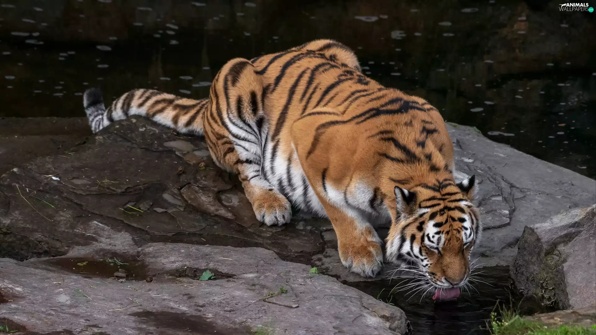 watering place, tiger, Rocks